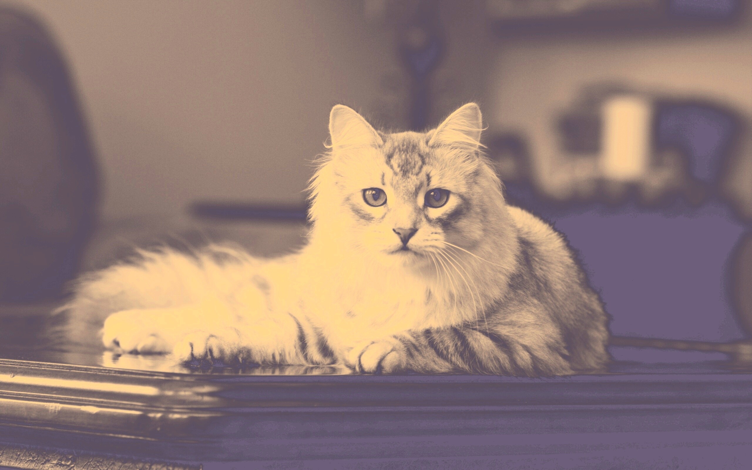 Кот благородных кровей обои