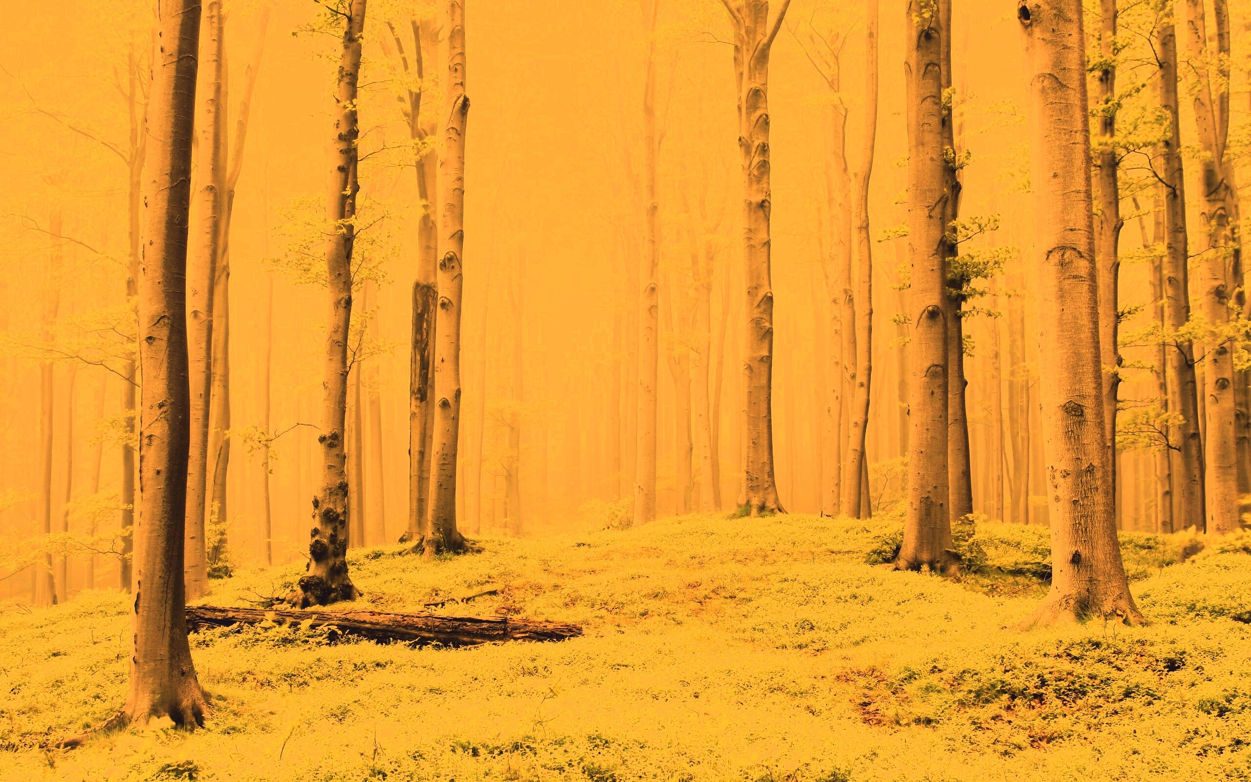 Опушка осинового леса обои