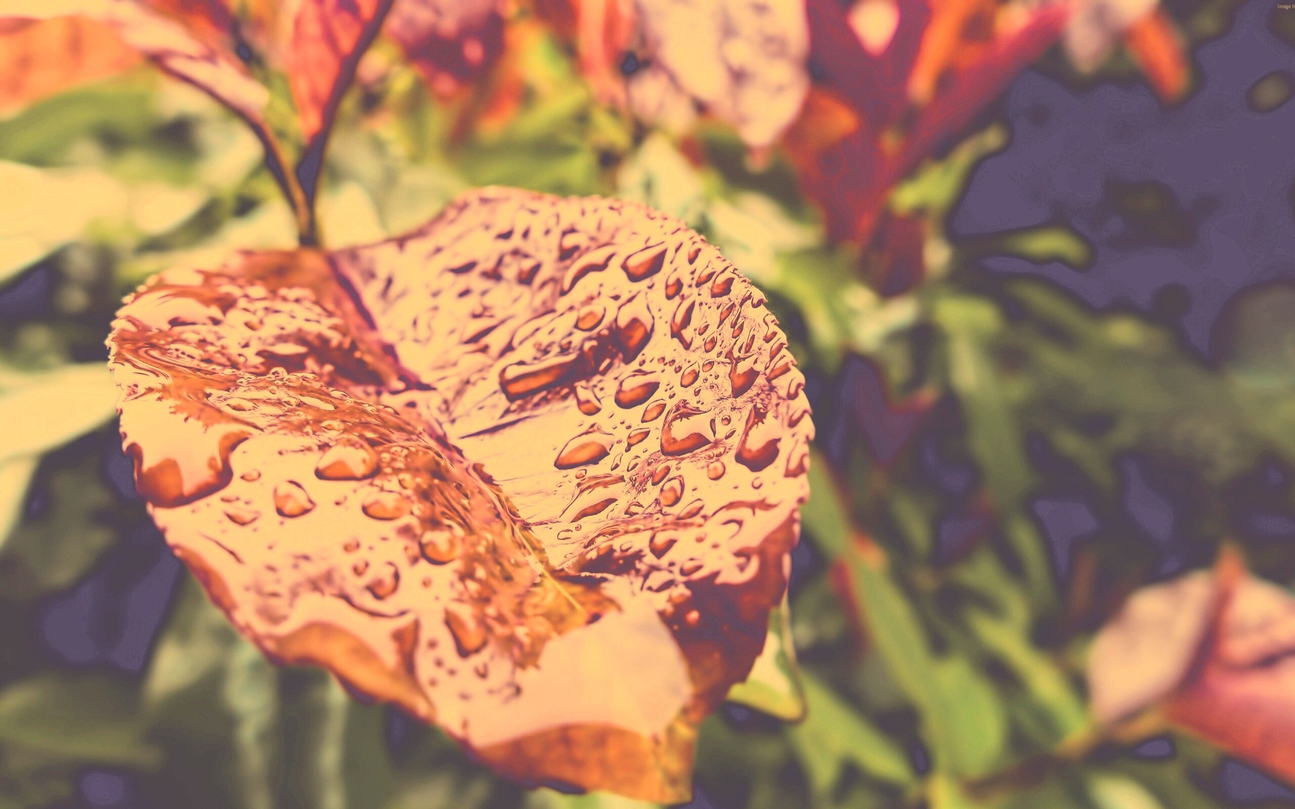 Красный лист в каплях воды обои