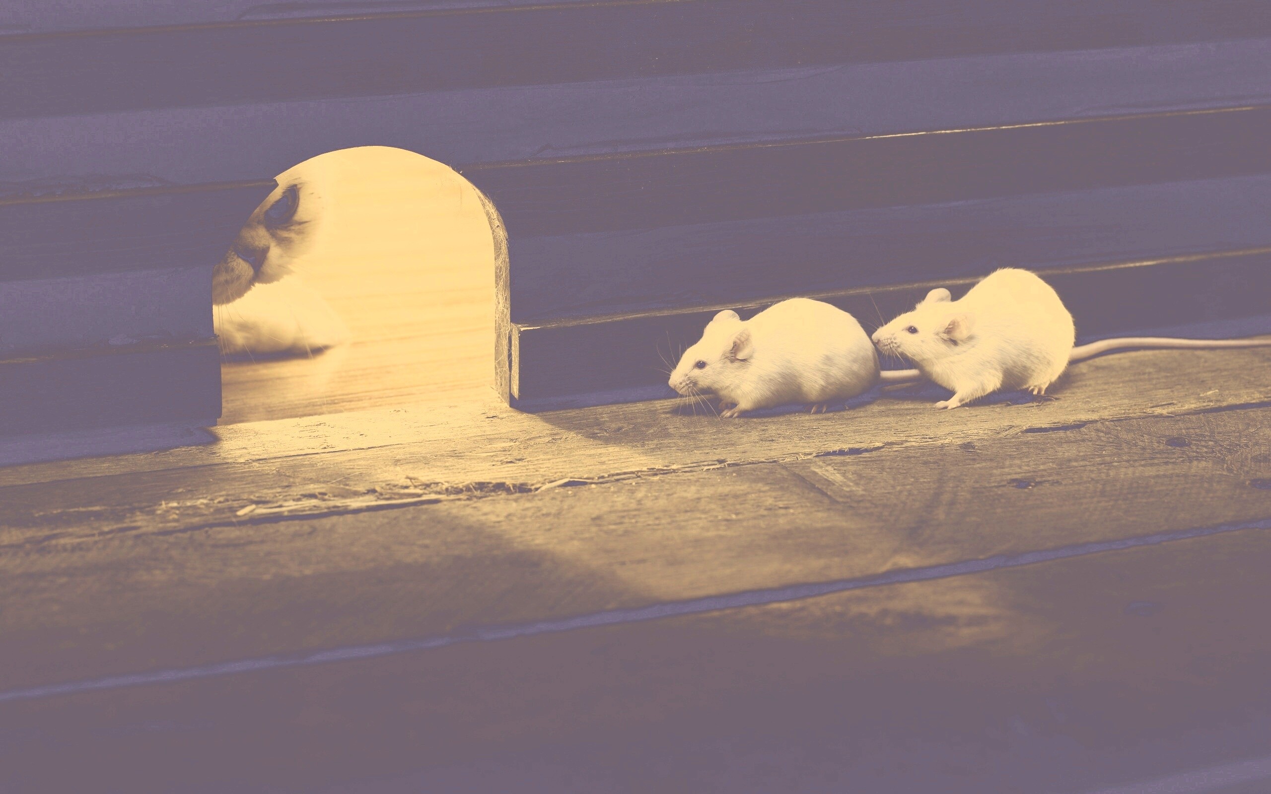 Кошки - мышки обои