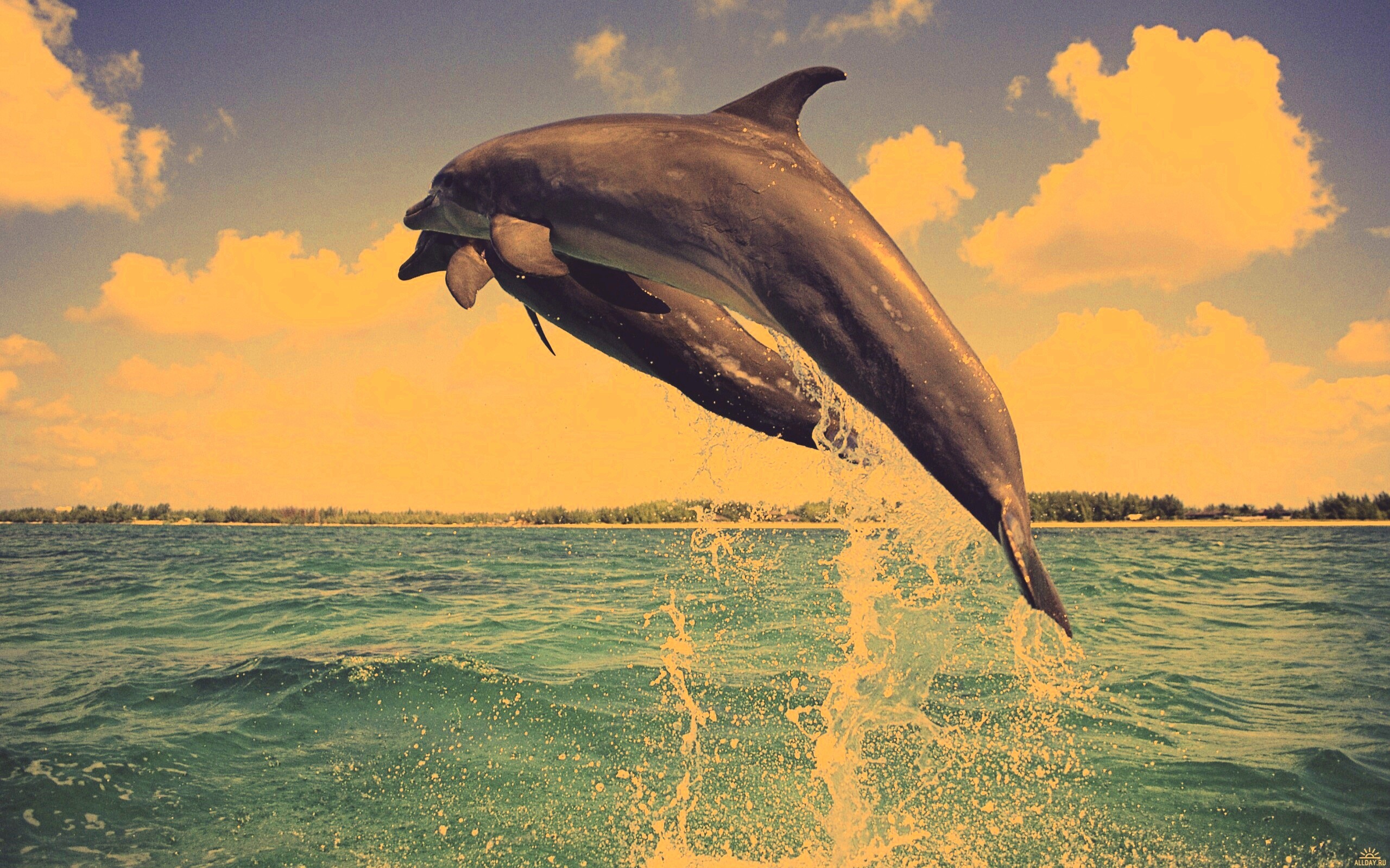 Дельфины обои