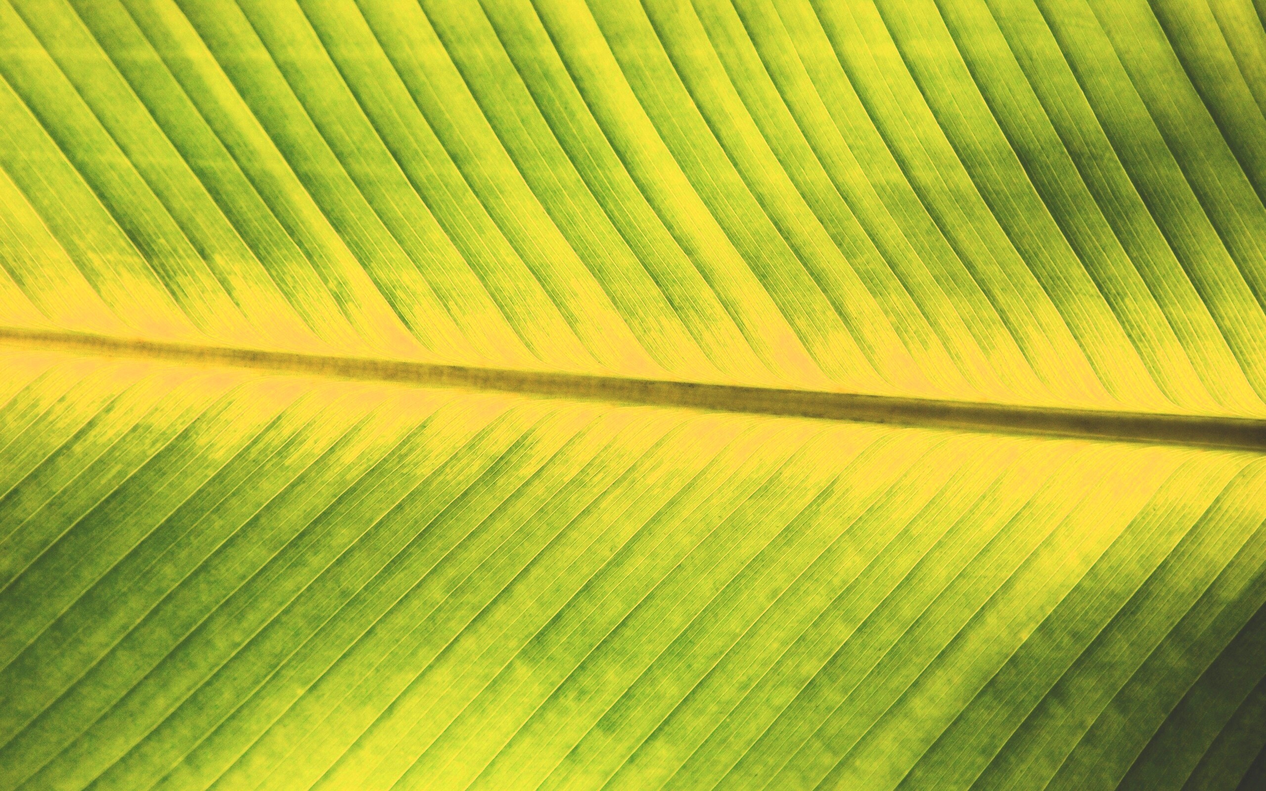 Пальмовый лист на солнце обои