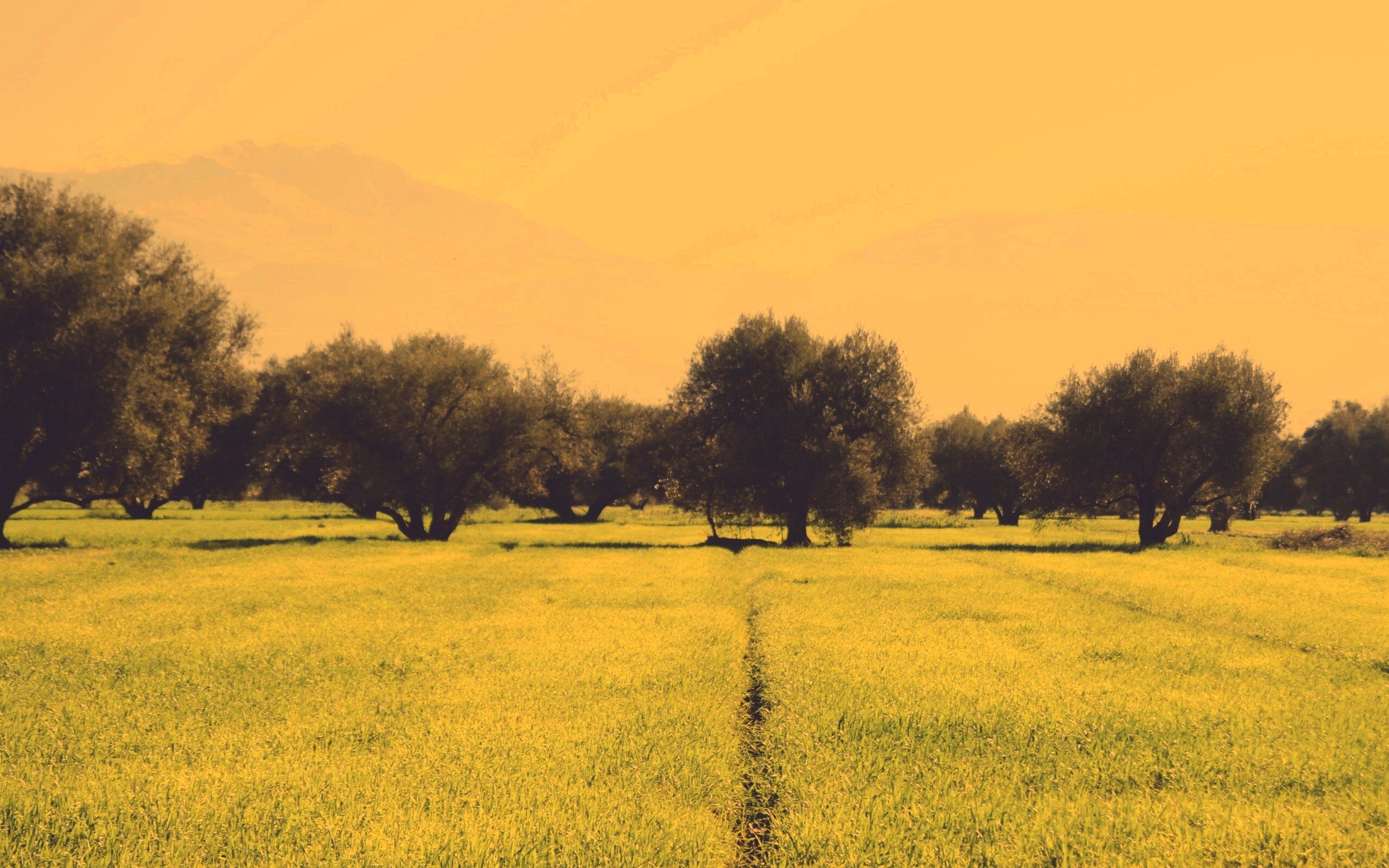 Зеленое поле обои