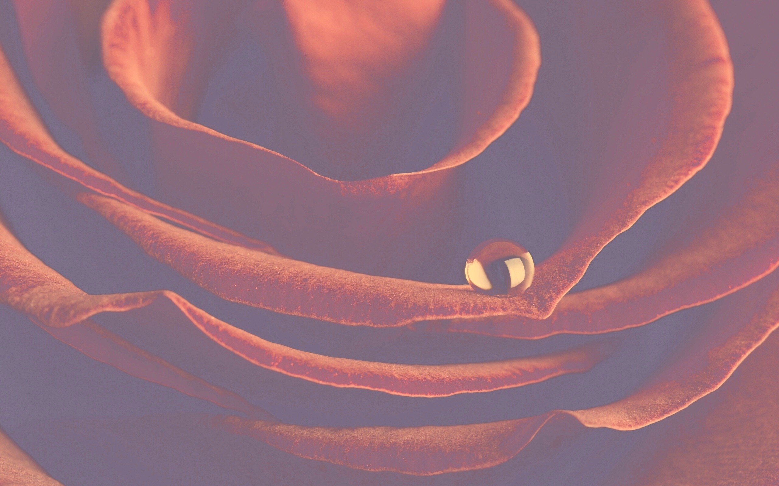 Капля воды на лепестке розы обои