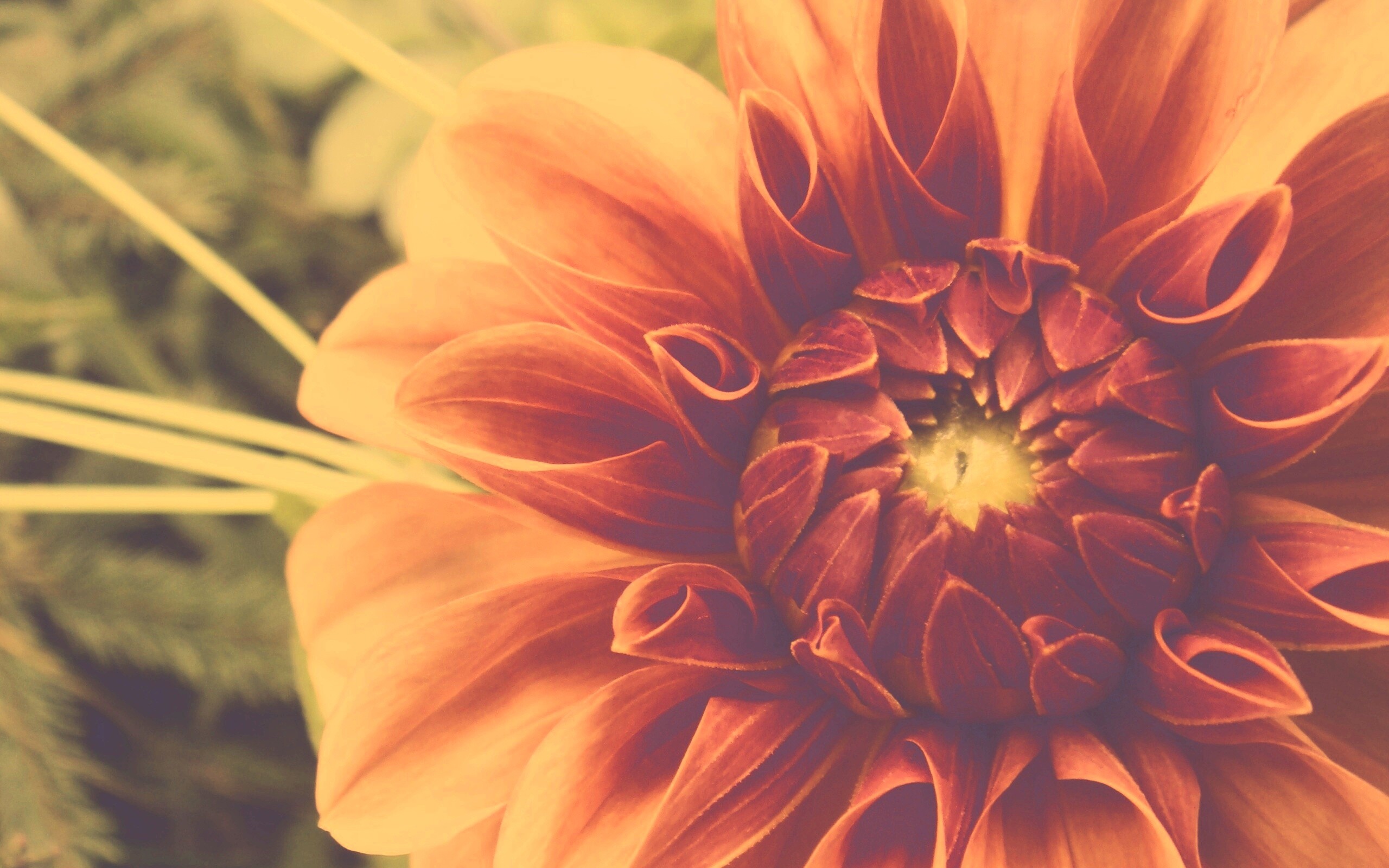 Аленький цветочек обои