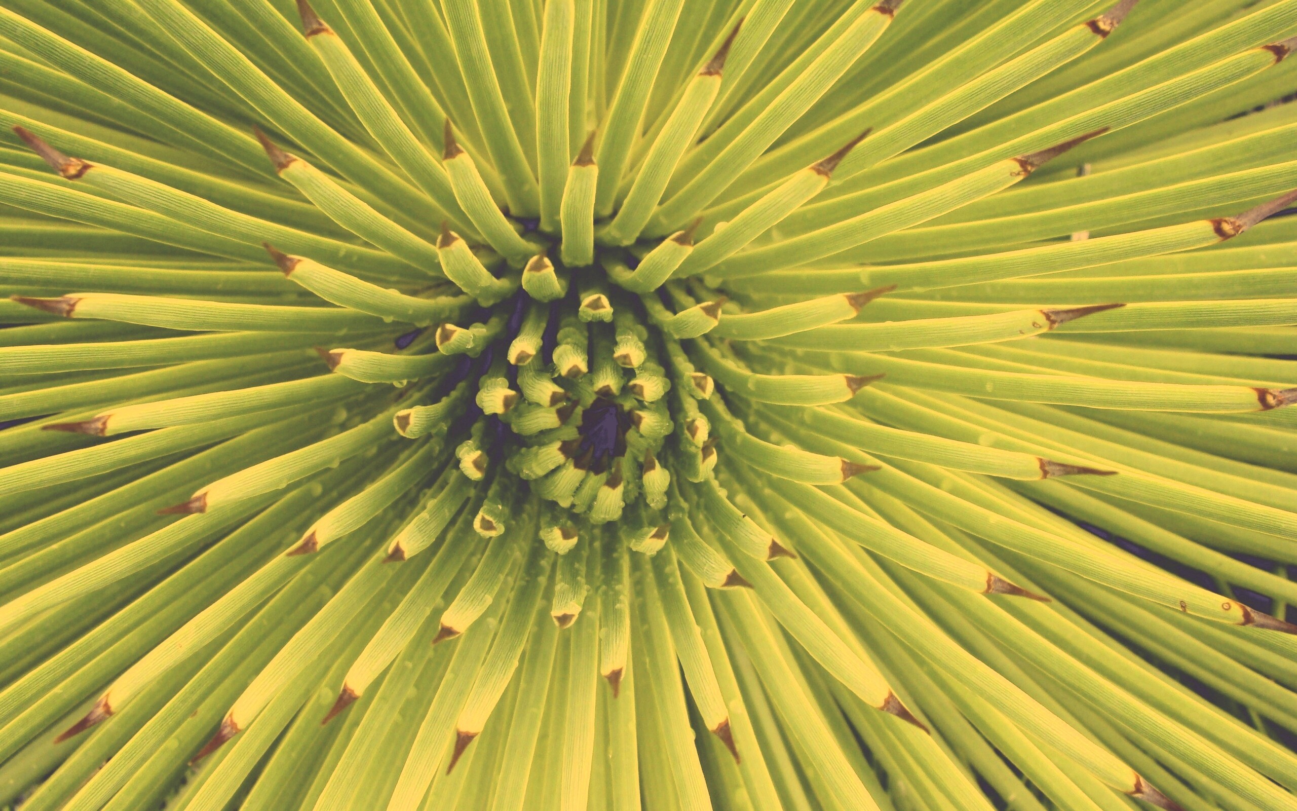 Хищный цветок обои