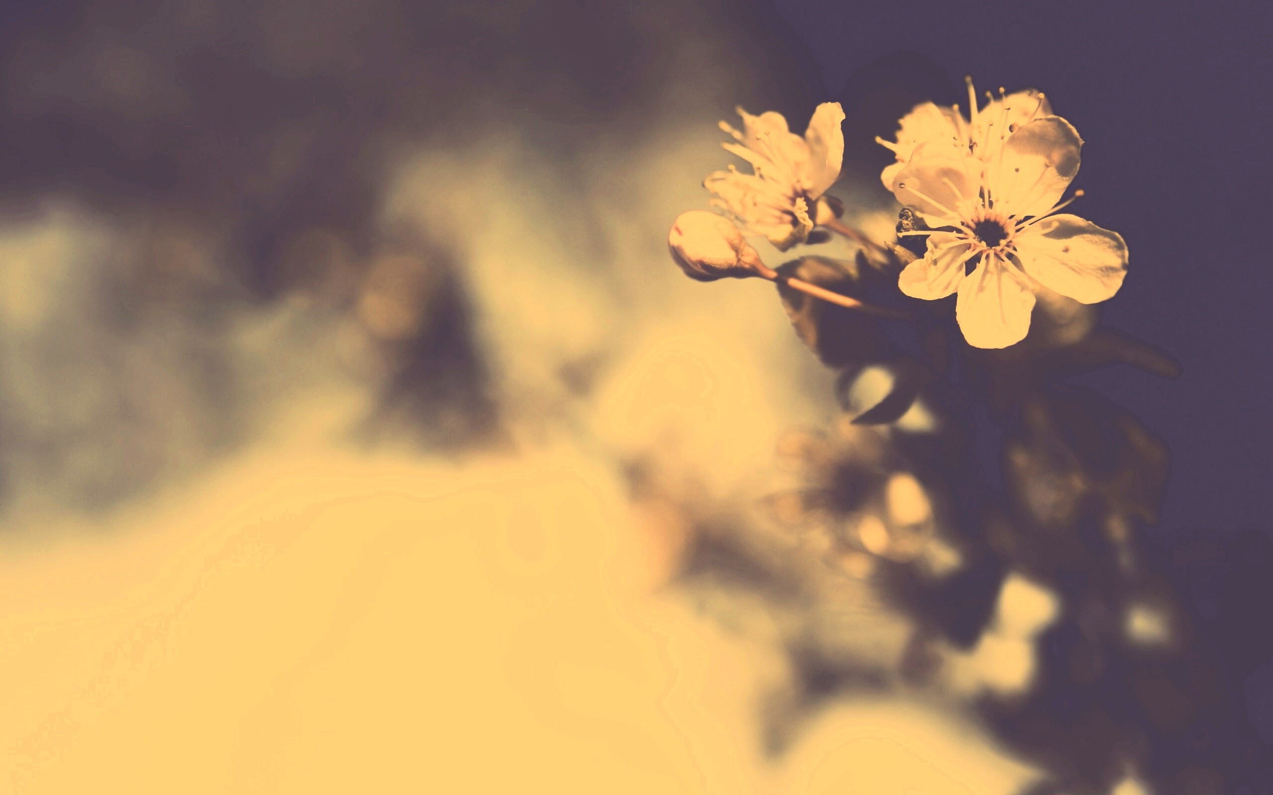 Цветок вишни обои