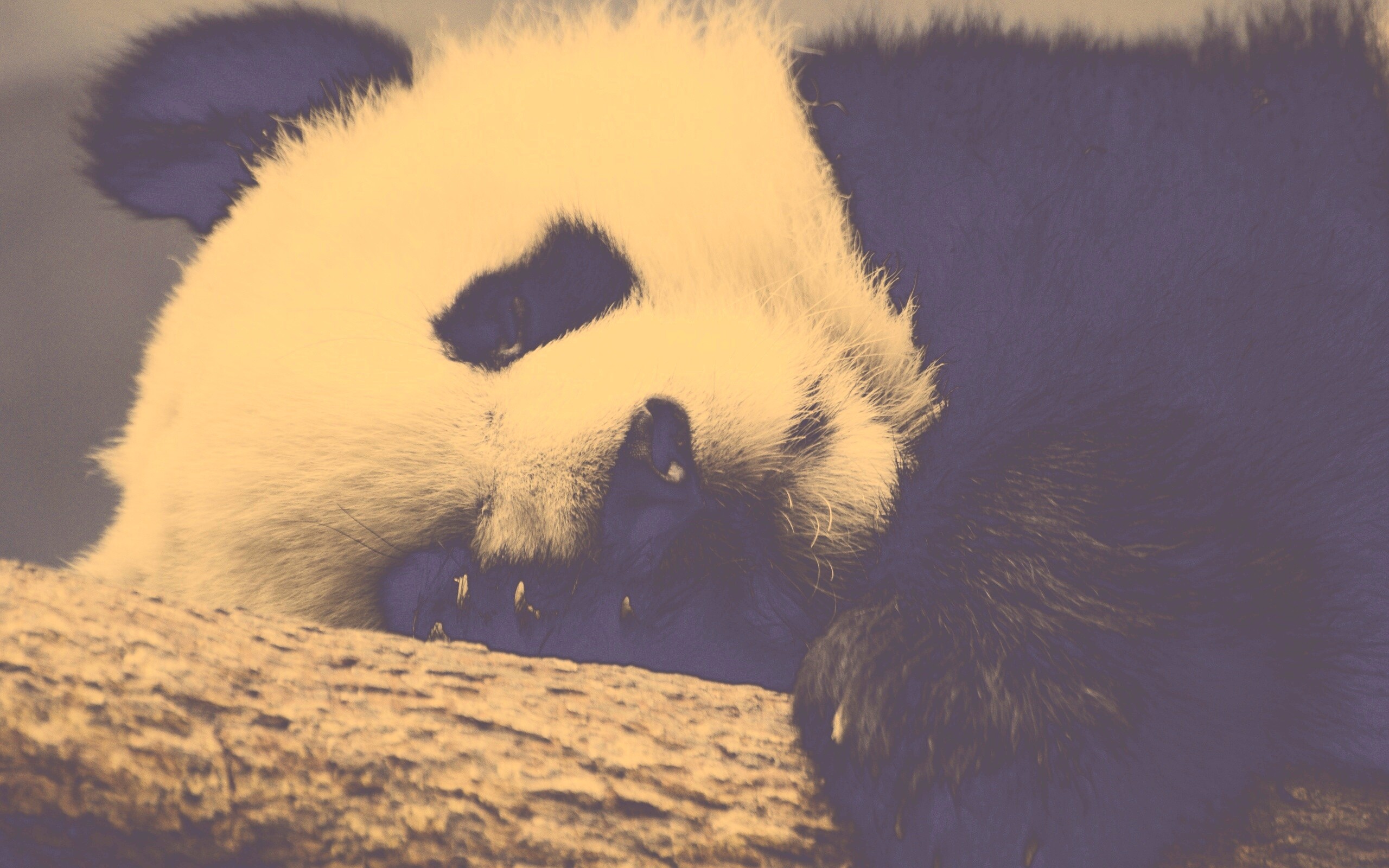 Панда на ветви обои