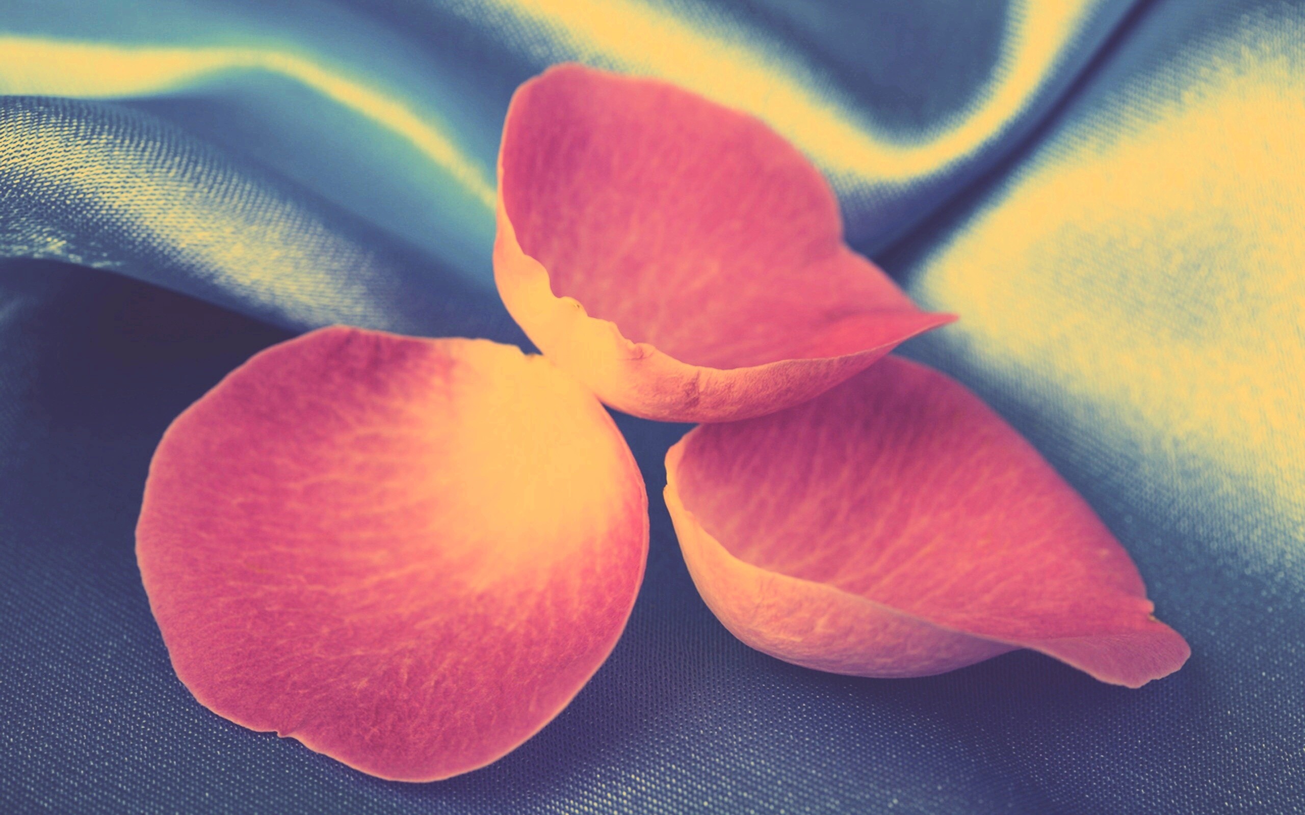 Лепестки розы на голубой ткани обои