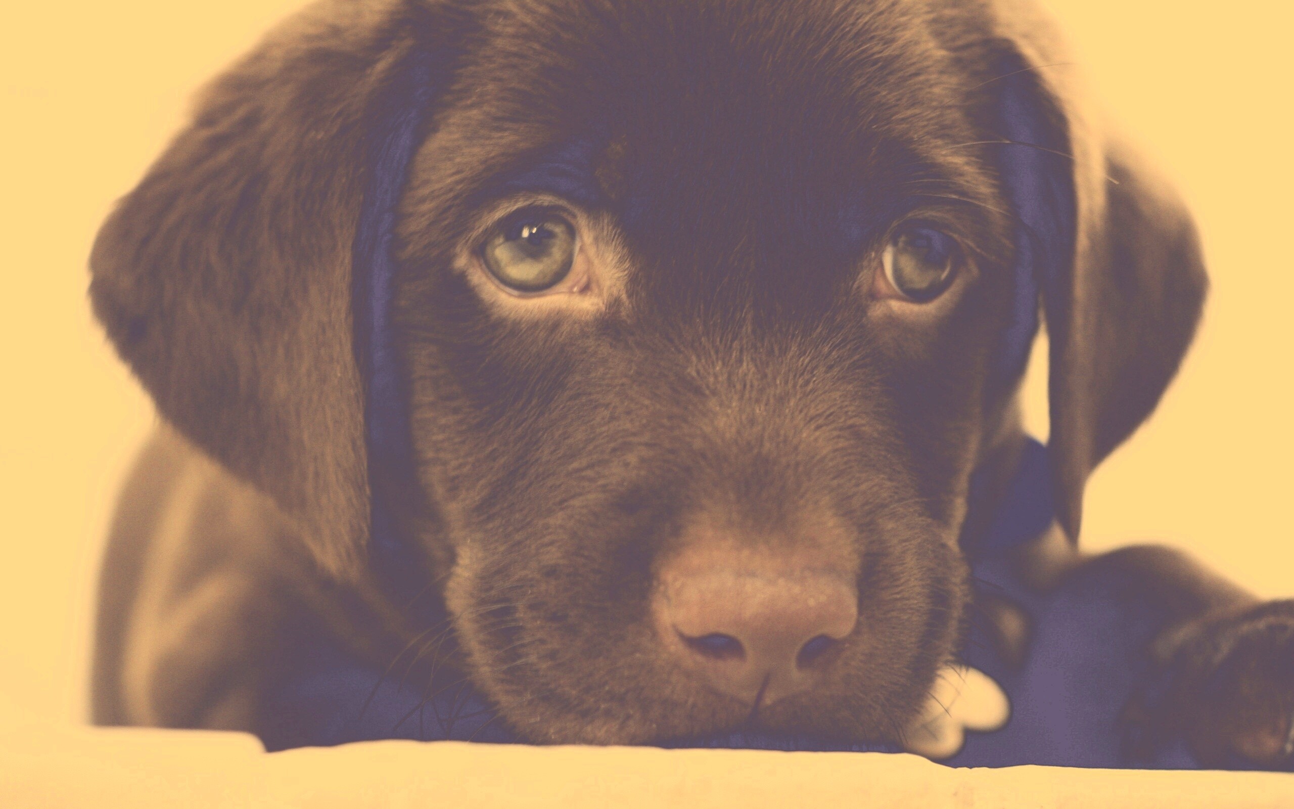 Пушистый шоколадка обои