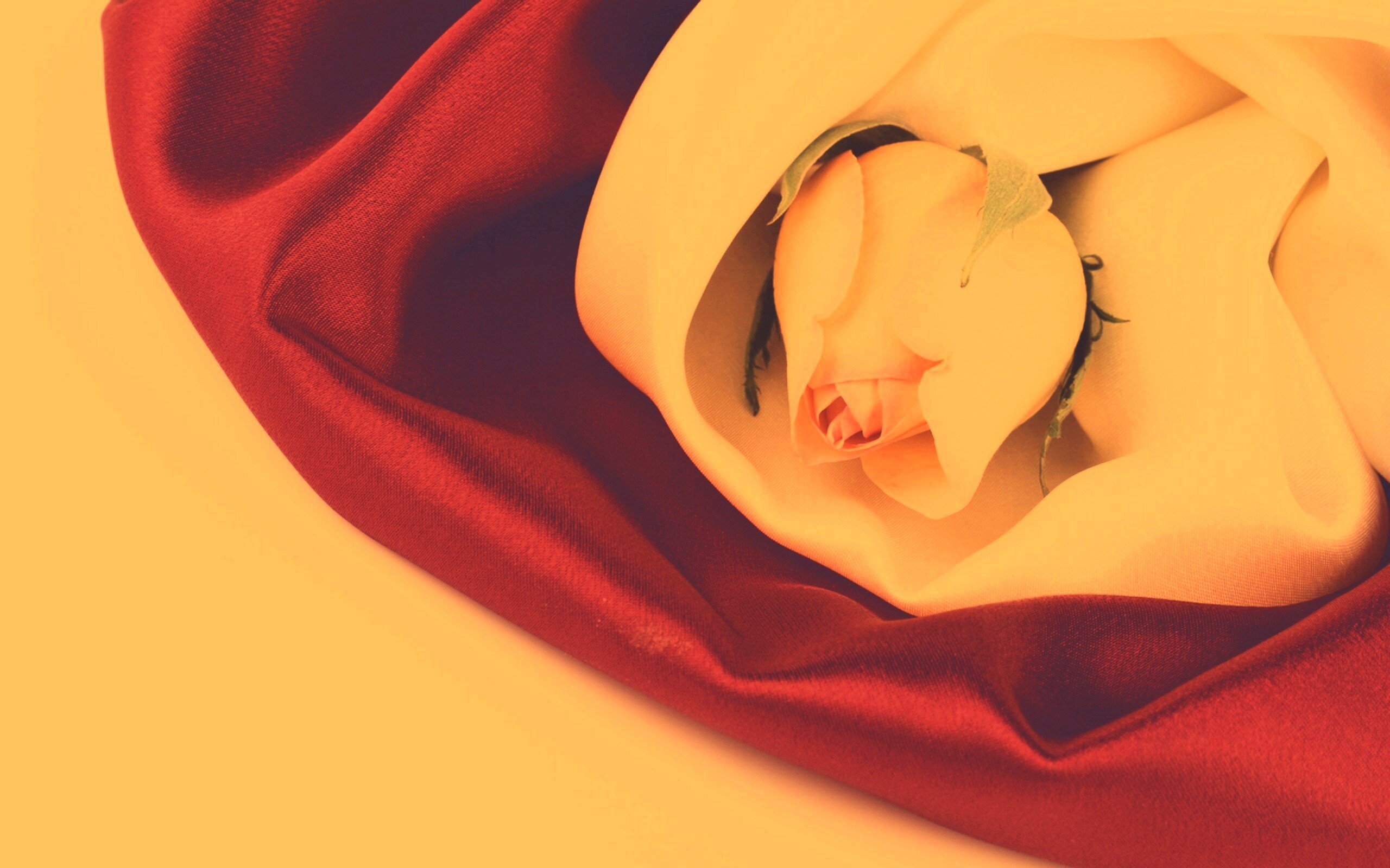 Нераспустившийся цветок розы в шелке обои