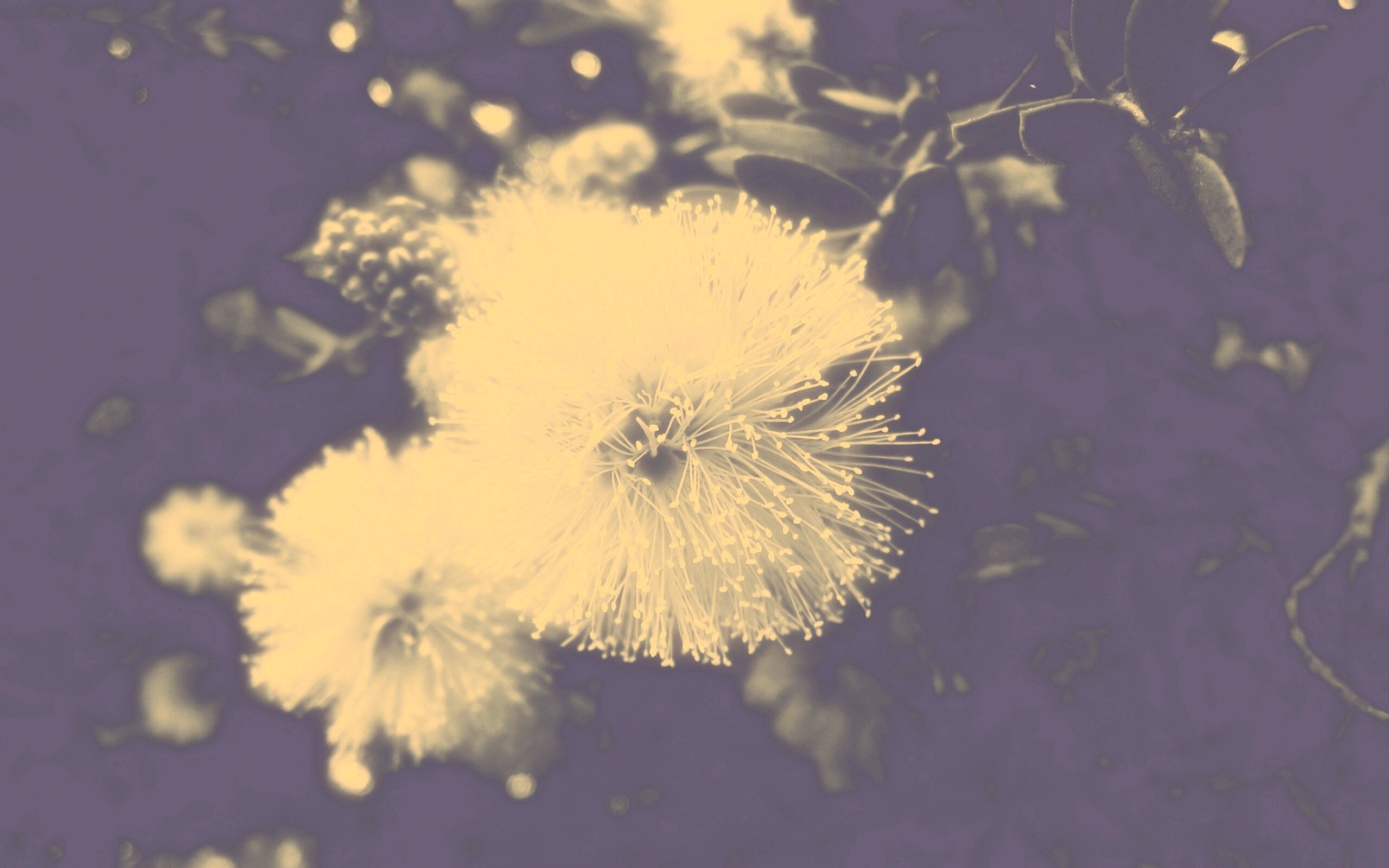 Сказочный цветок обои