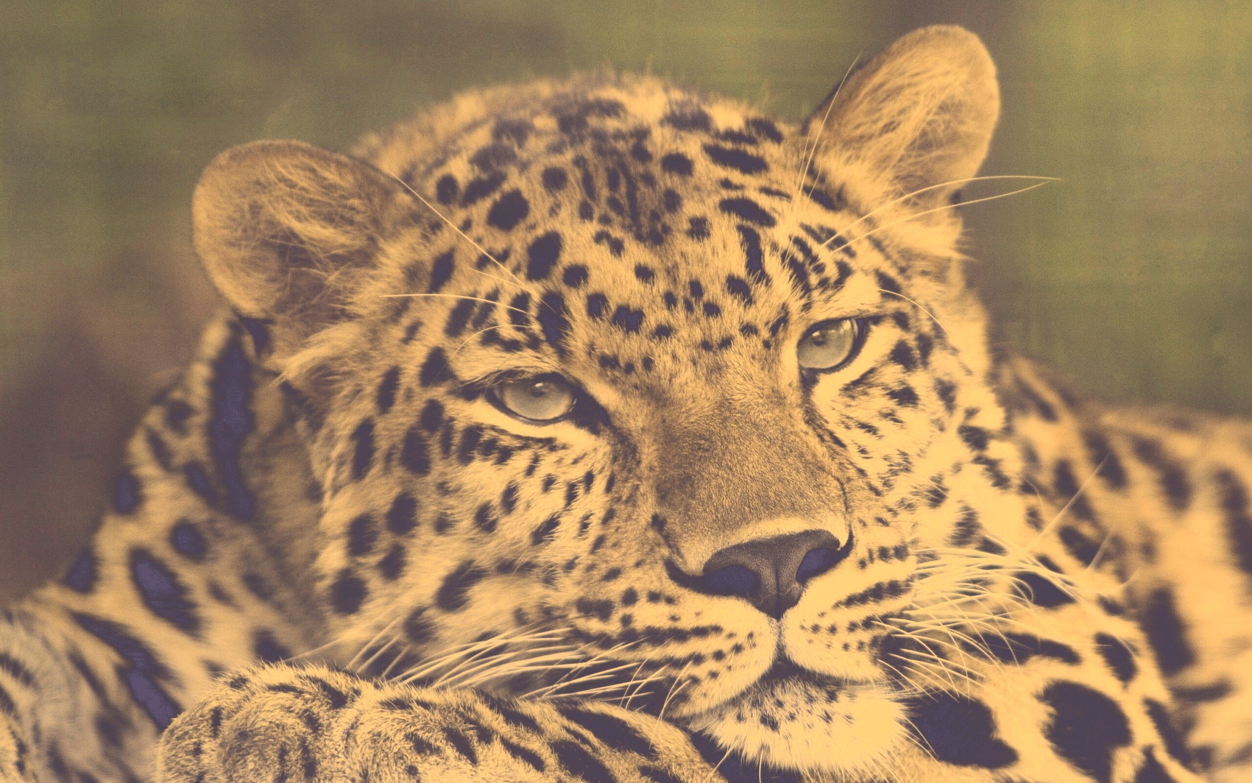 Злопасный ягуляр обои