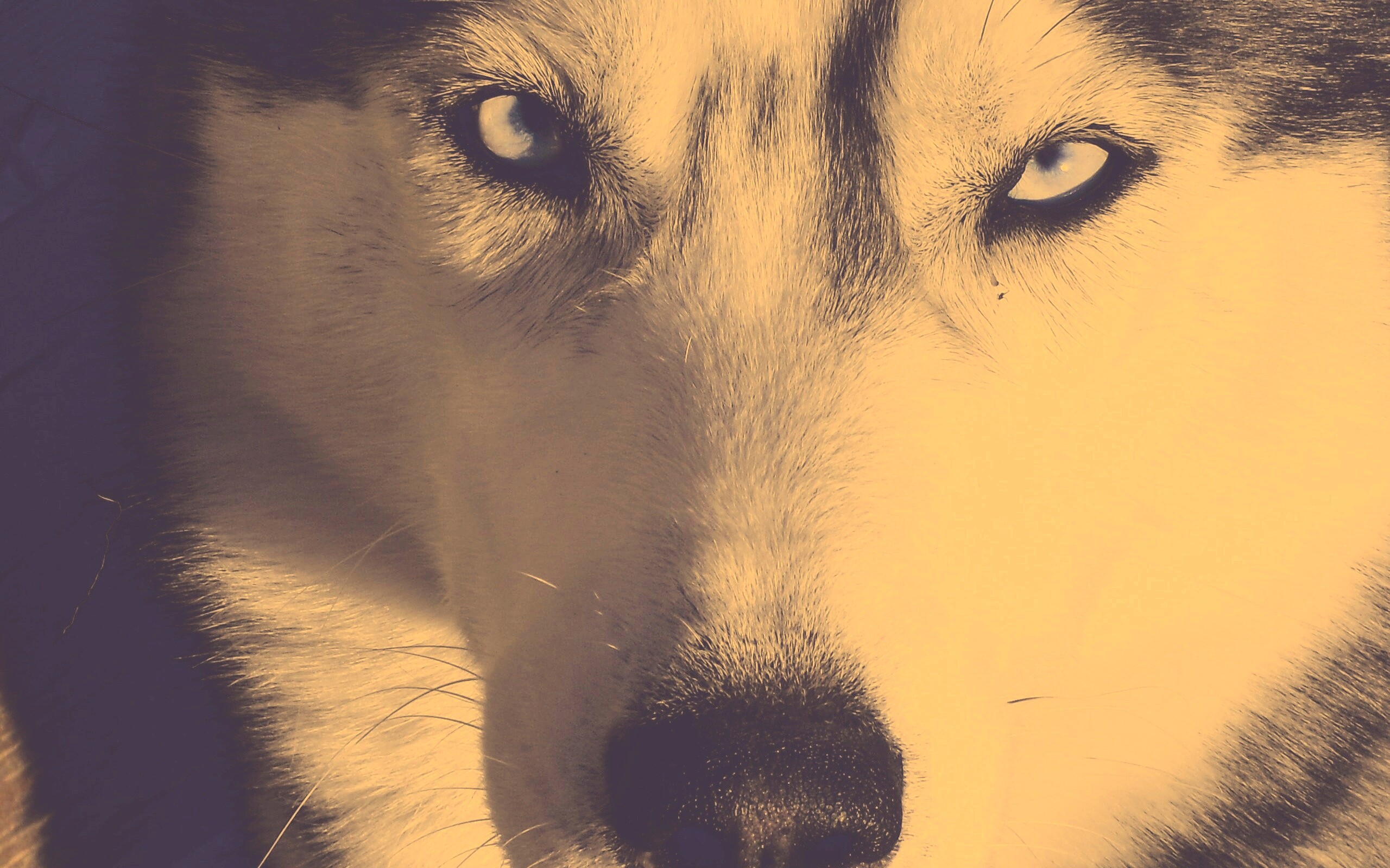 Собака с голубыми глазами обои