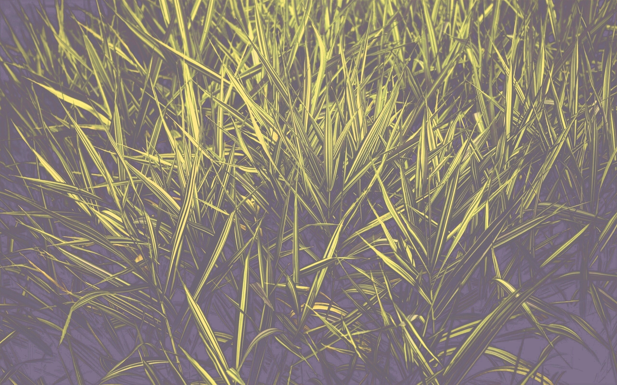 Дикая трава обои