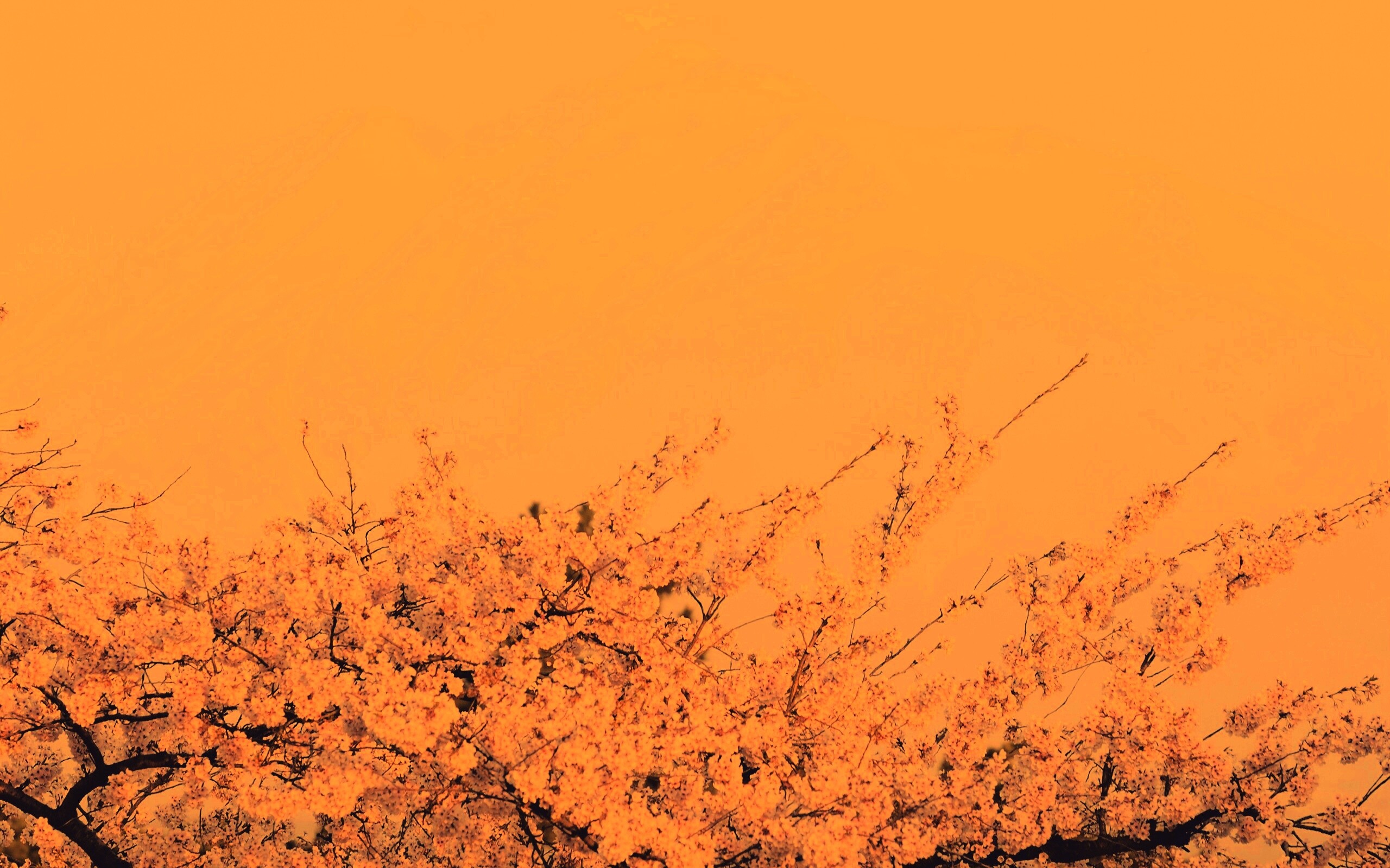 Цветение вишни в горах обои