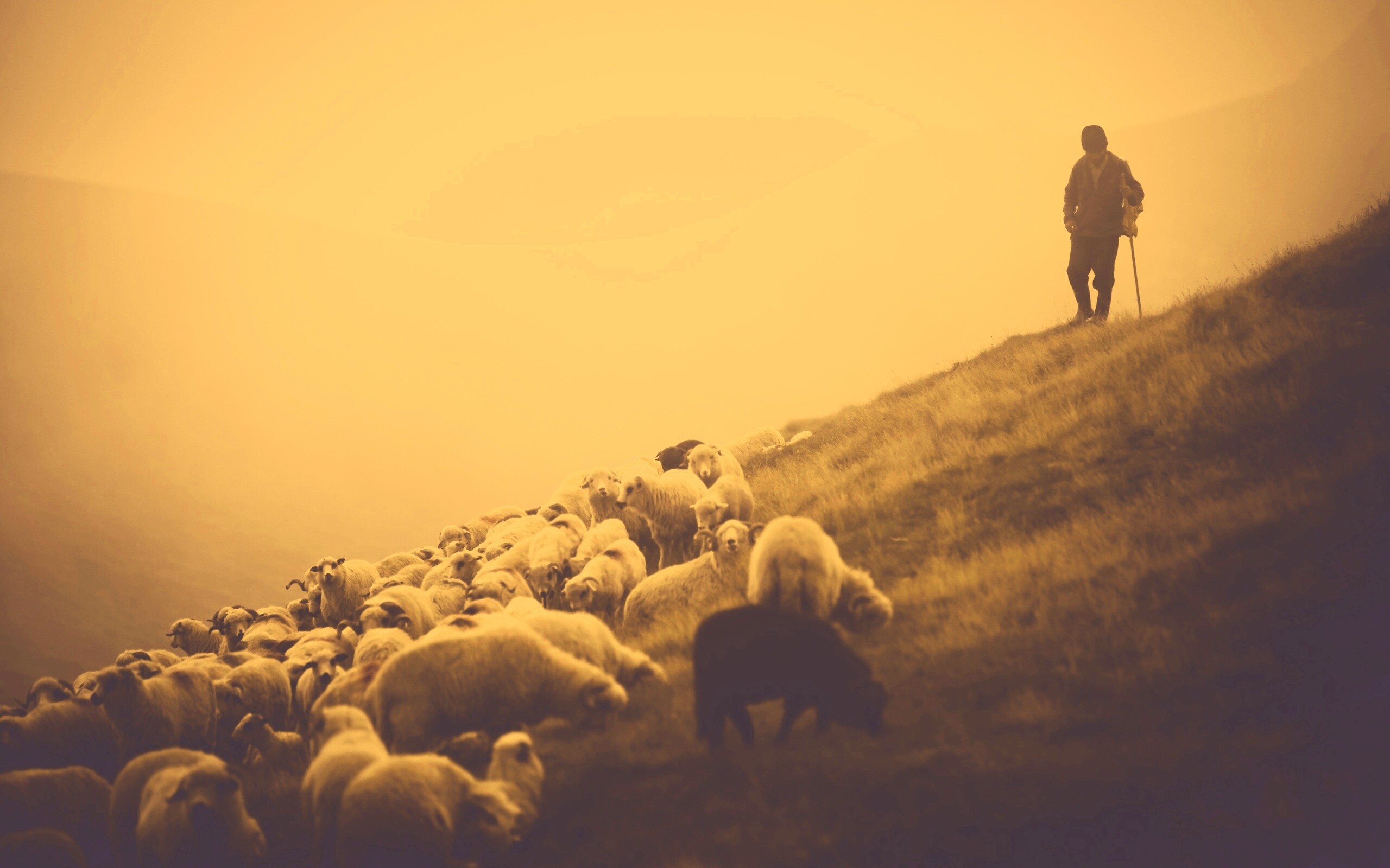 Пастух и стадо обои