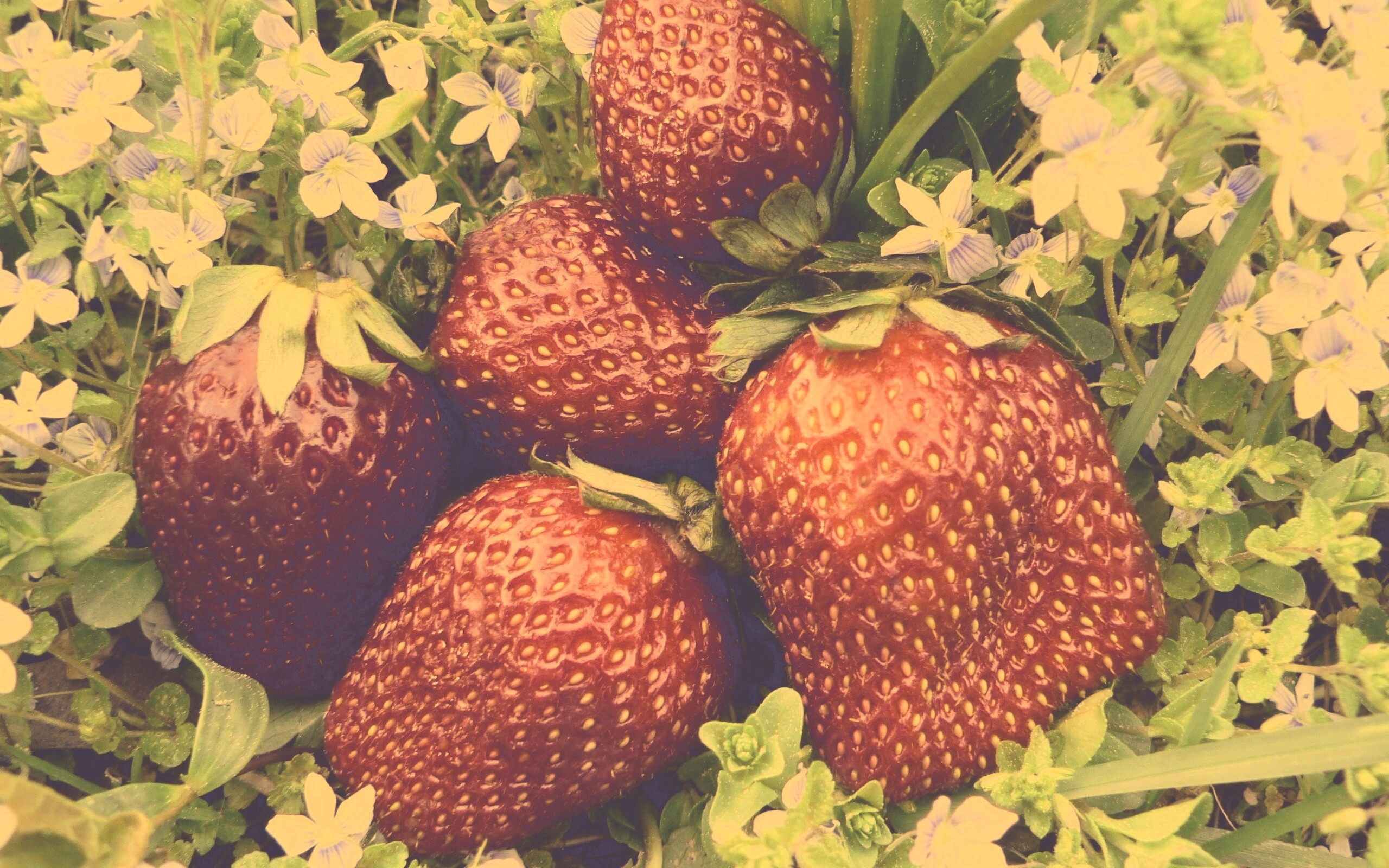 Клубника обои