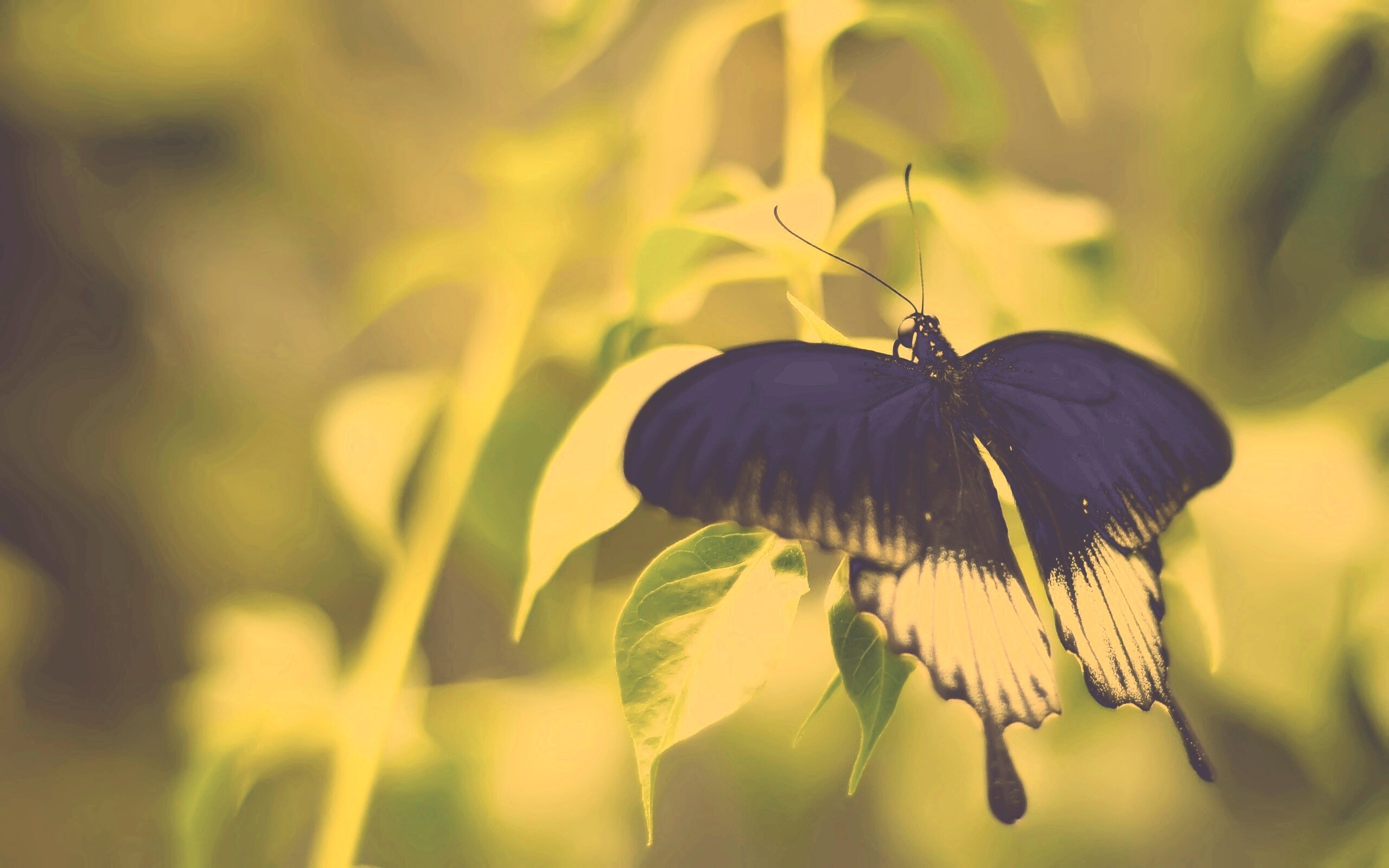 Бабочка с чёрно-белыми крыльями обои