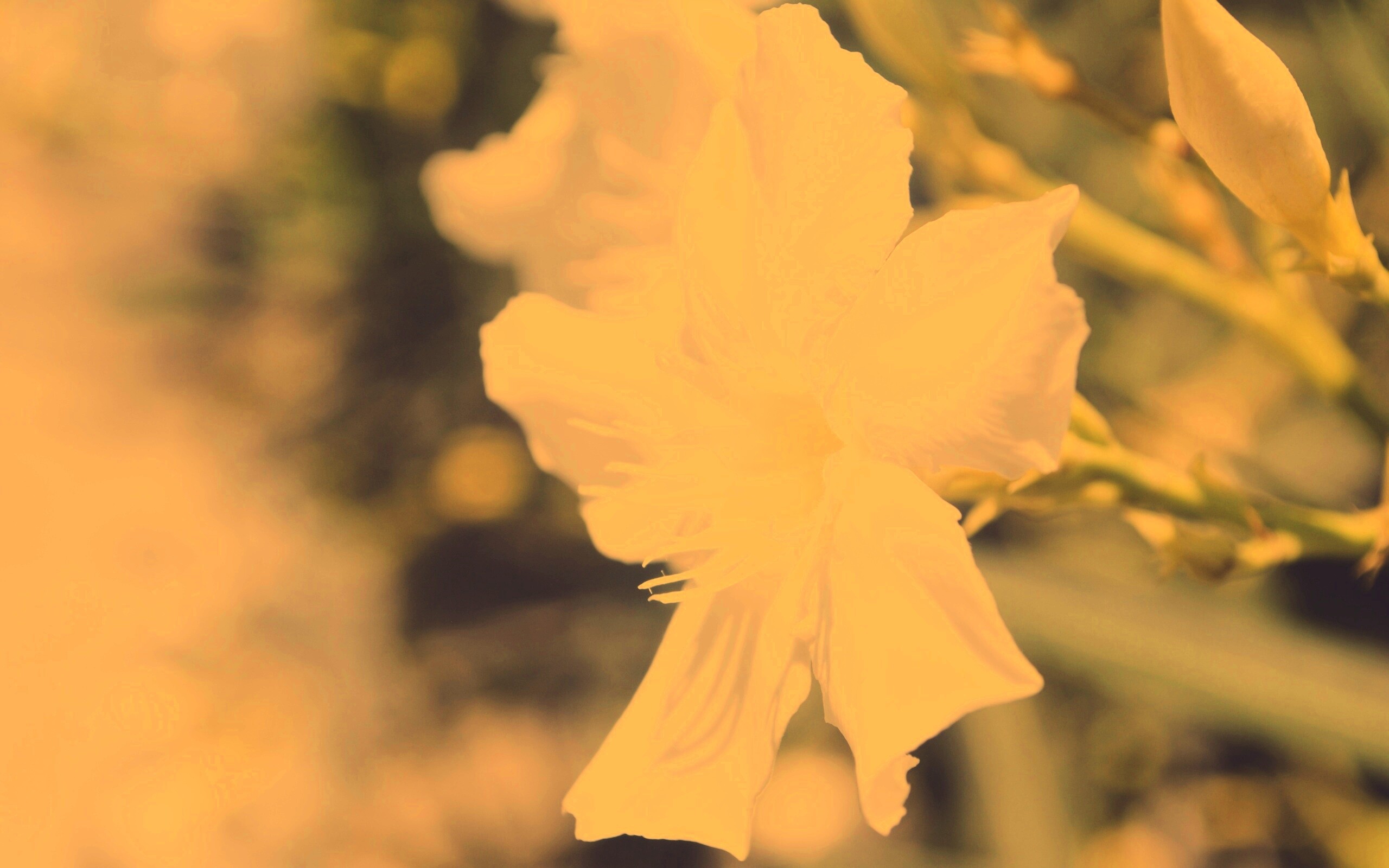 Эухарис, амазонская лилия обои