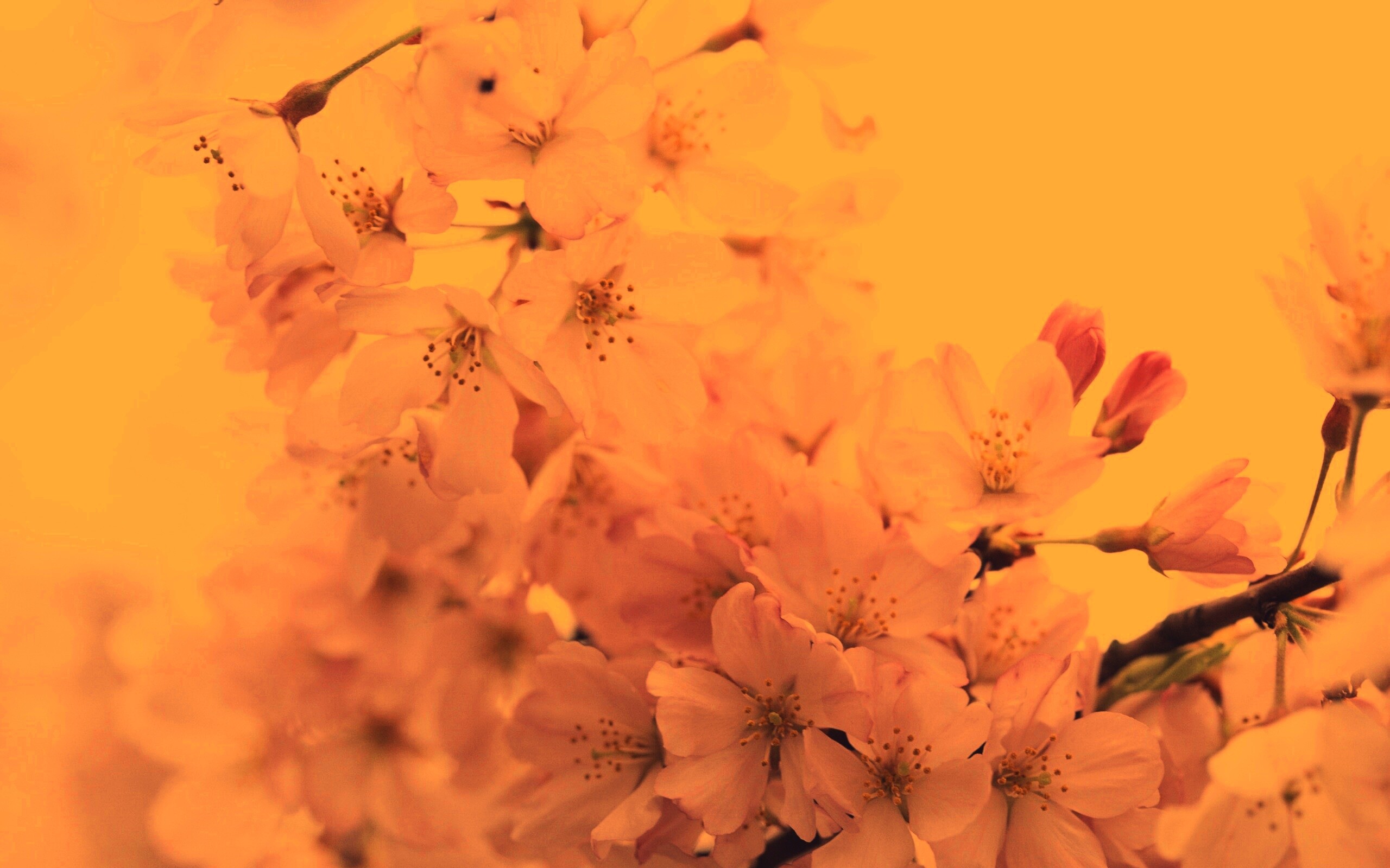 Цветение вишни обои