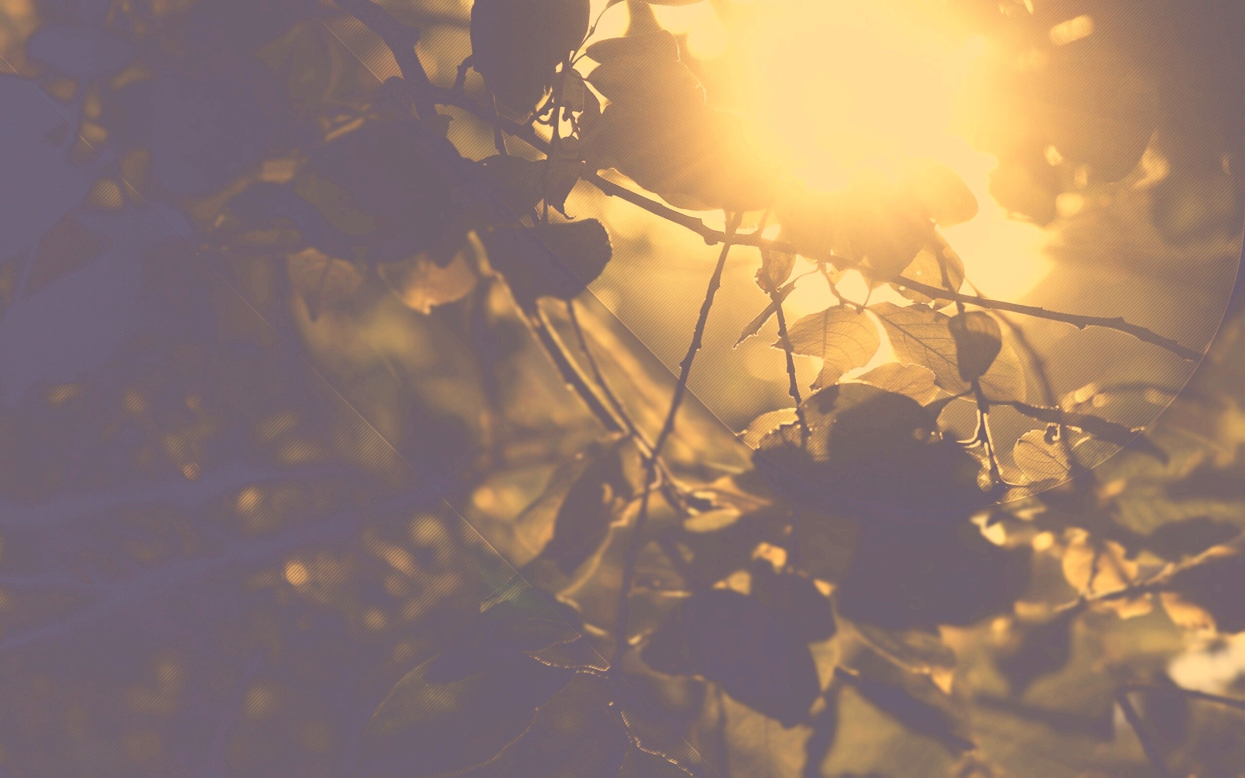 Солнце пробивается сквозь листву обои