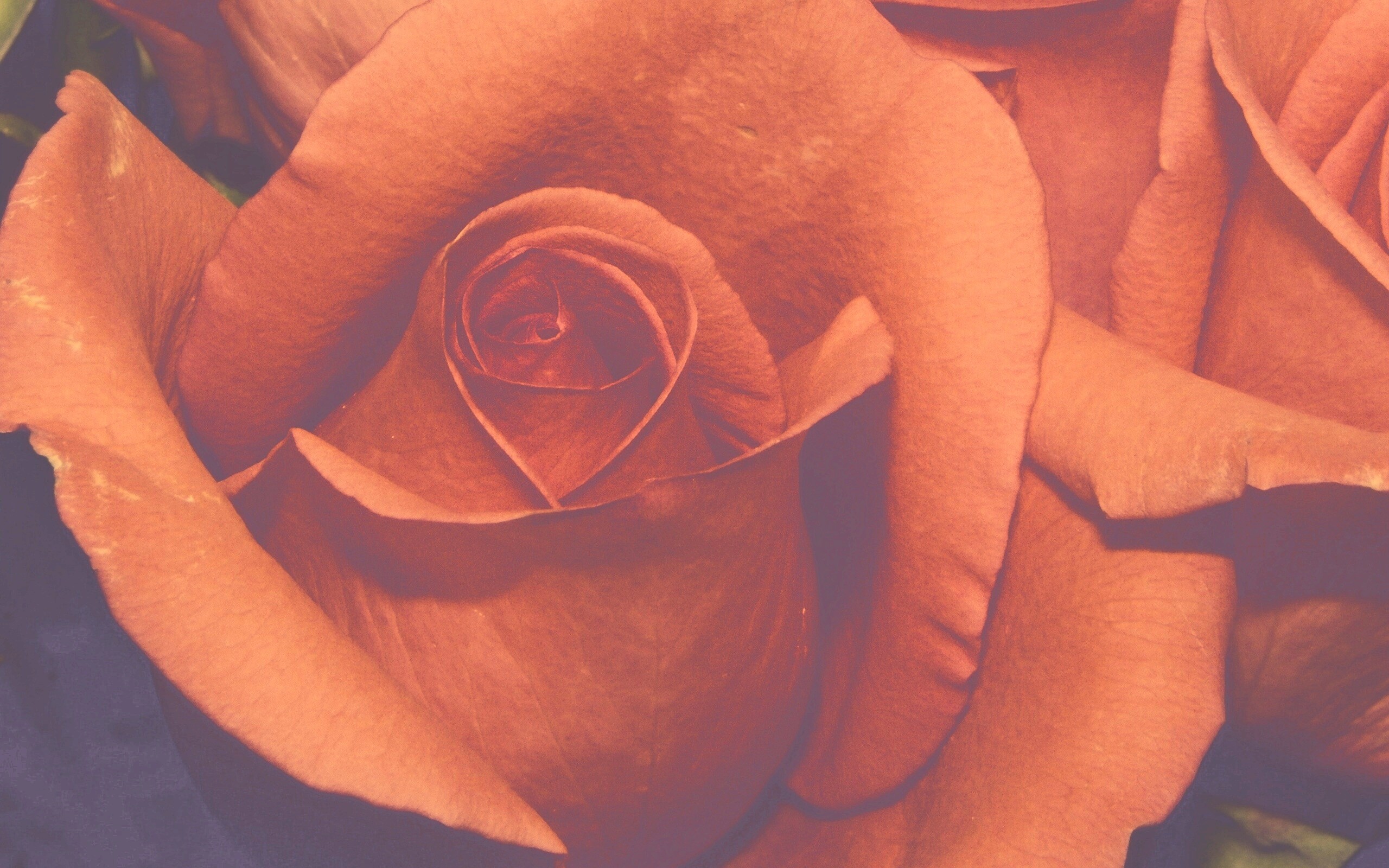 Бутон розы обои