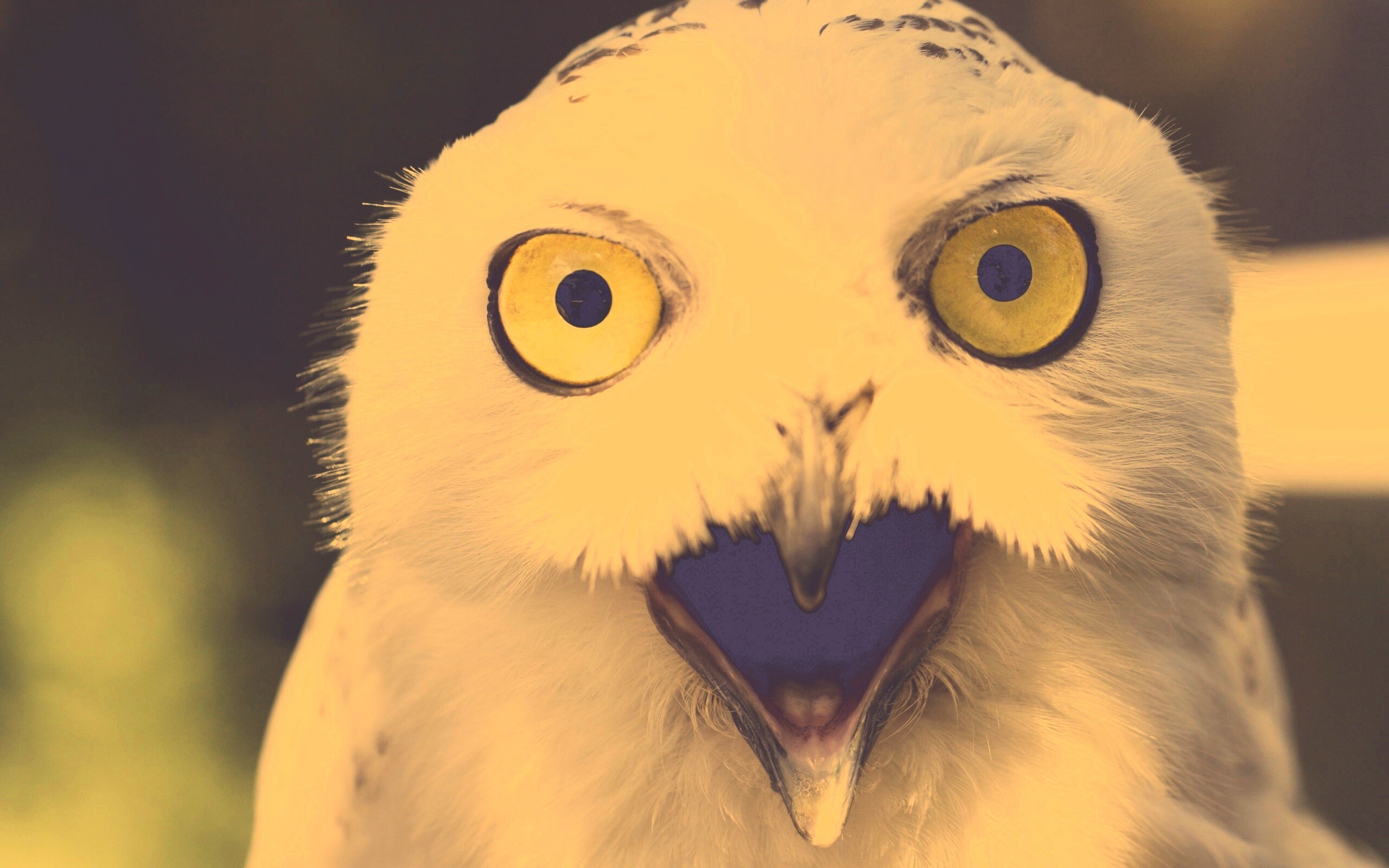 Сова в шоке! обои