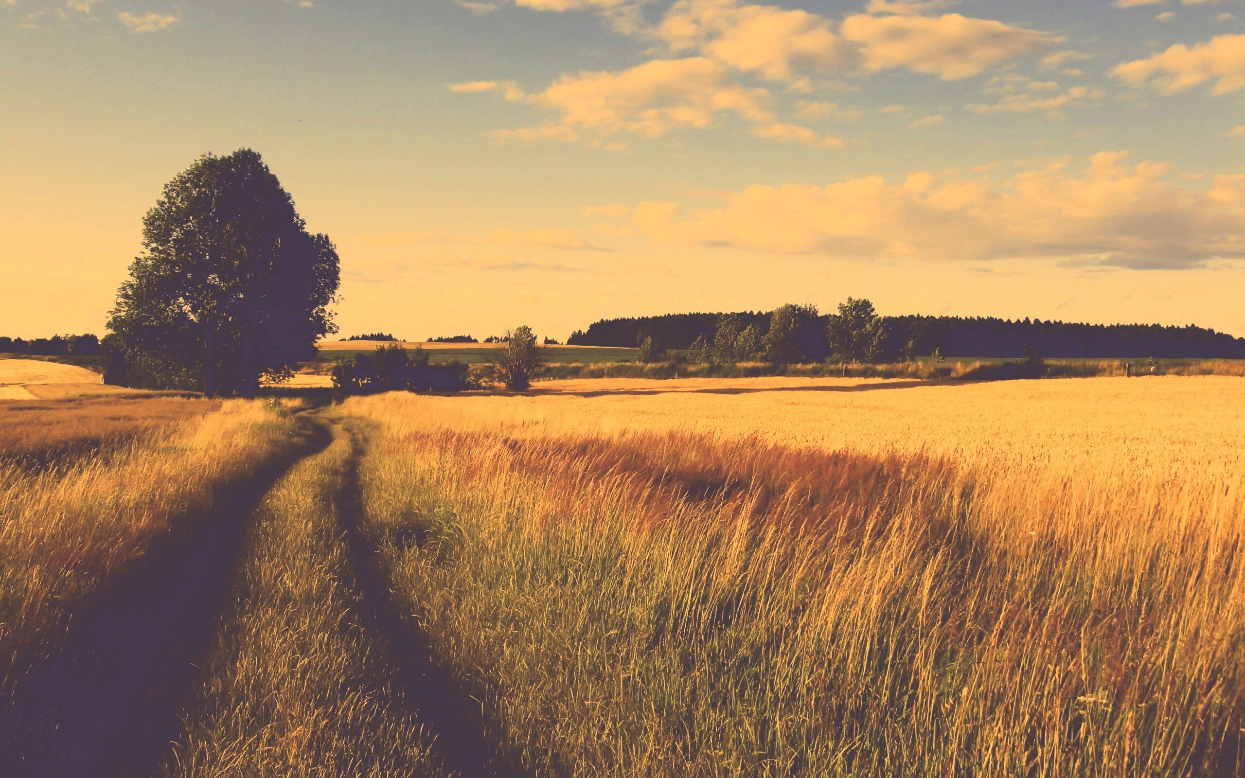 Колея в поле обои