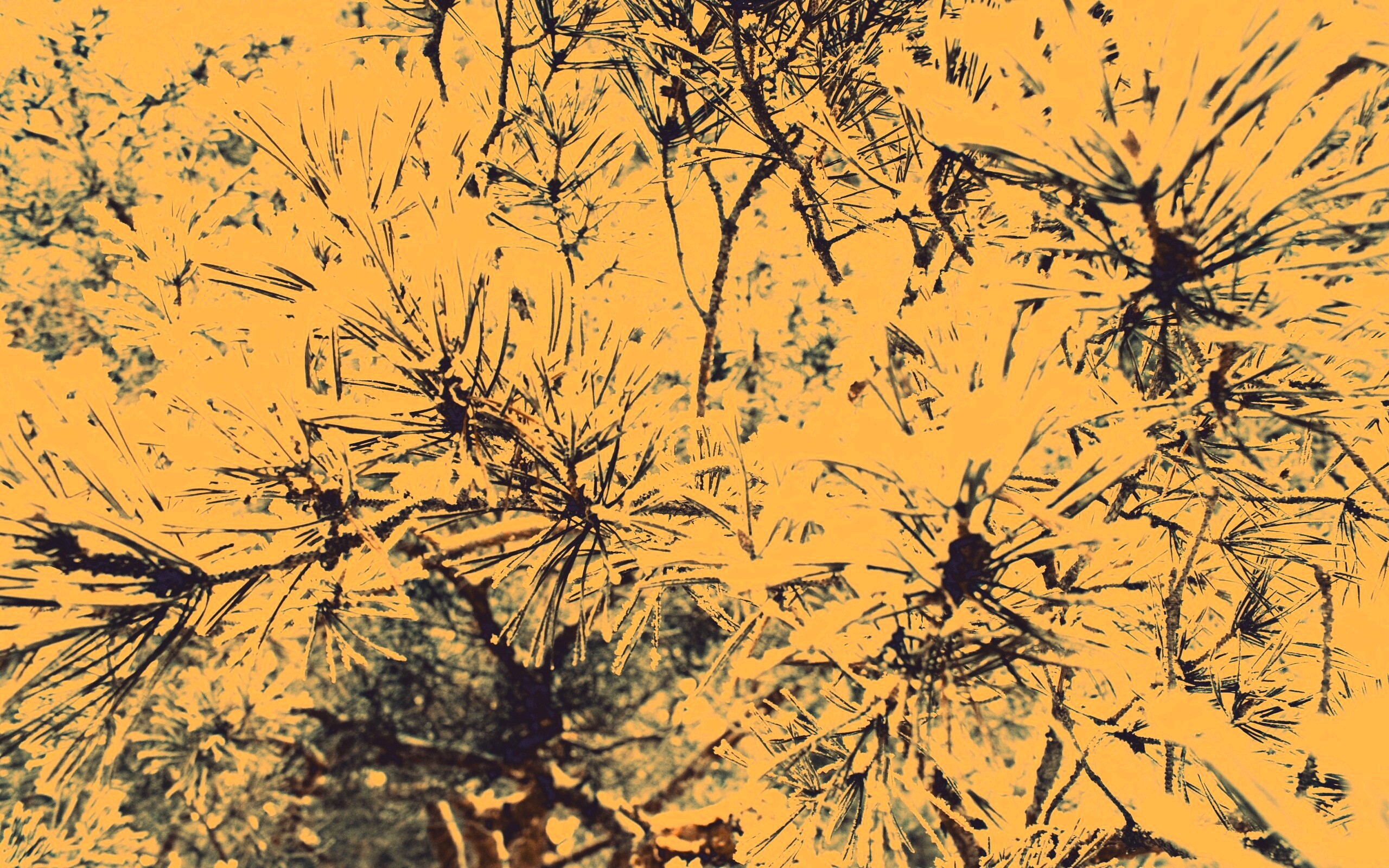 Фото сосны обои