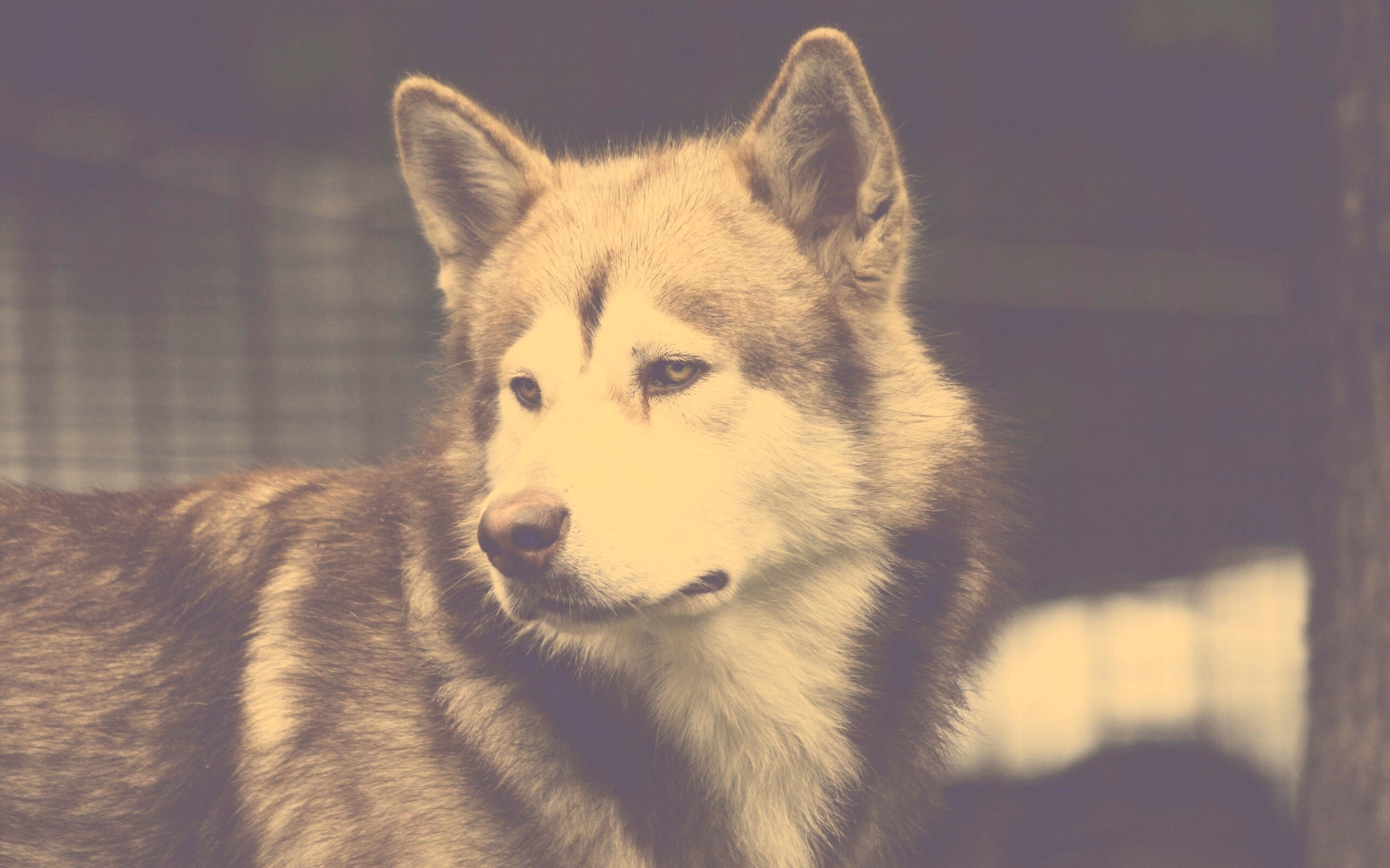 Собака с грустным взглядом обои