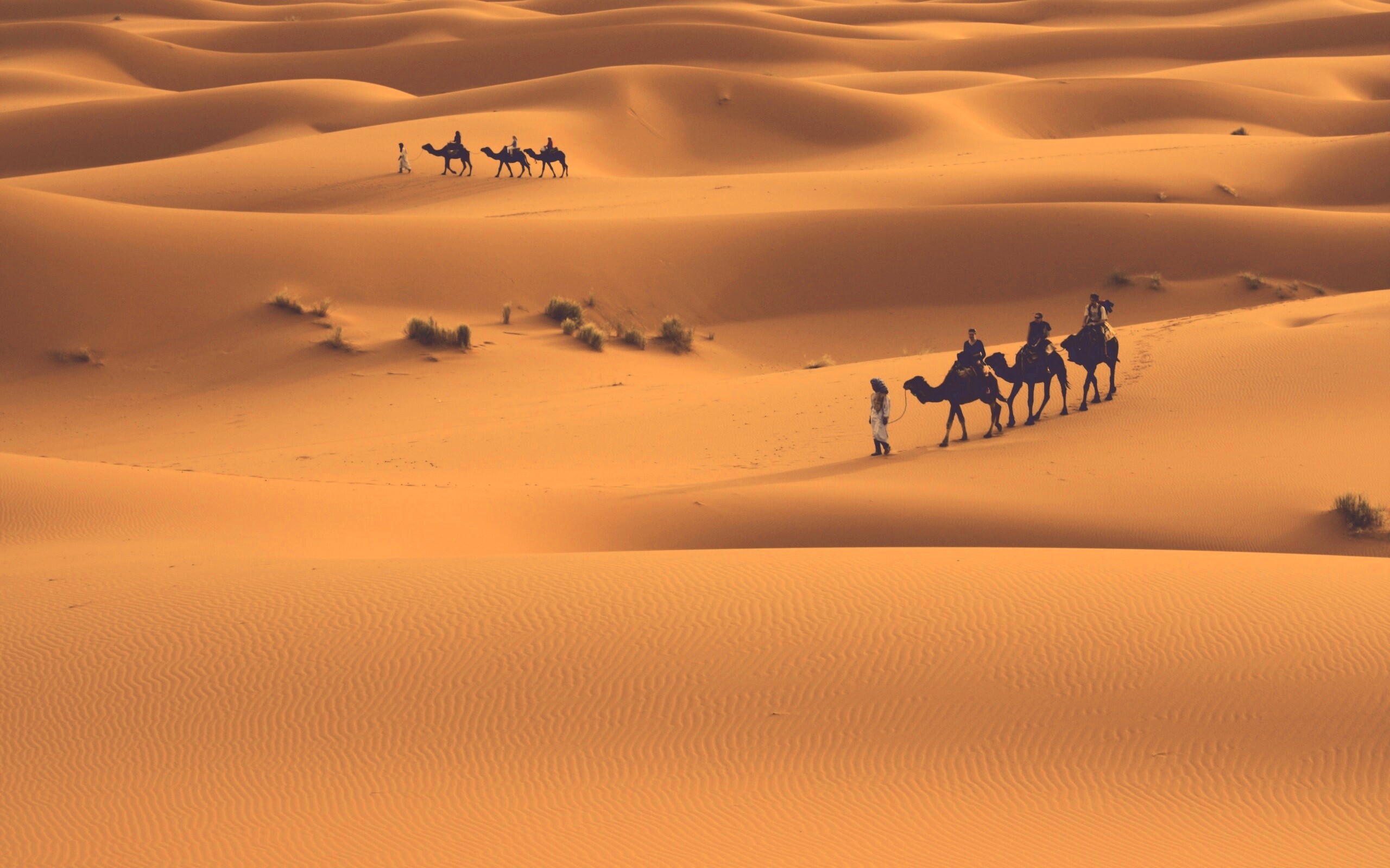 Караваны пустыни обои