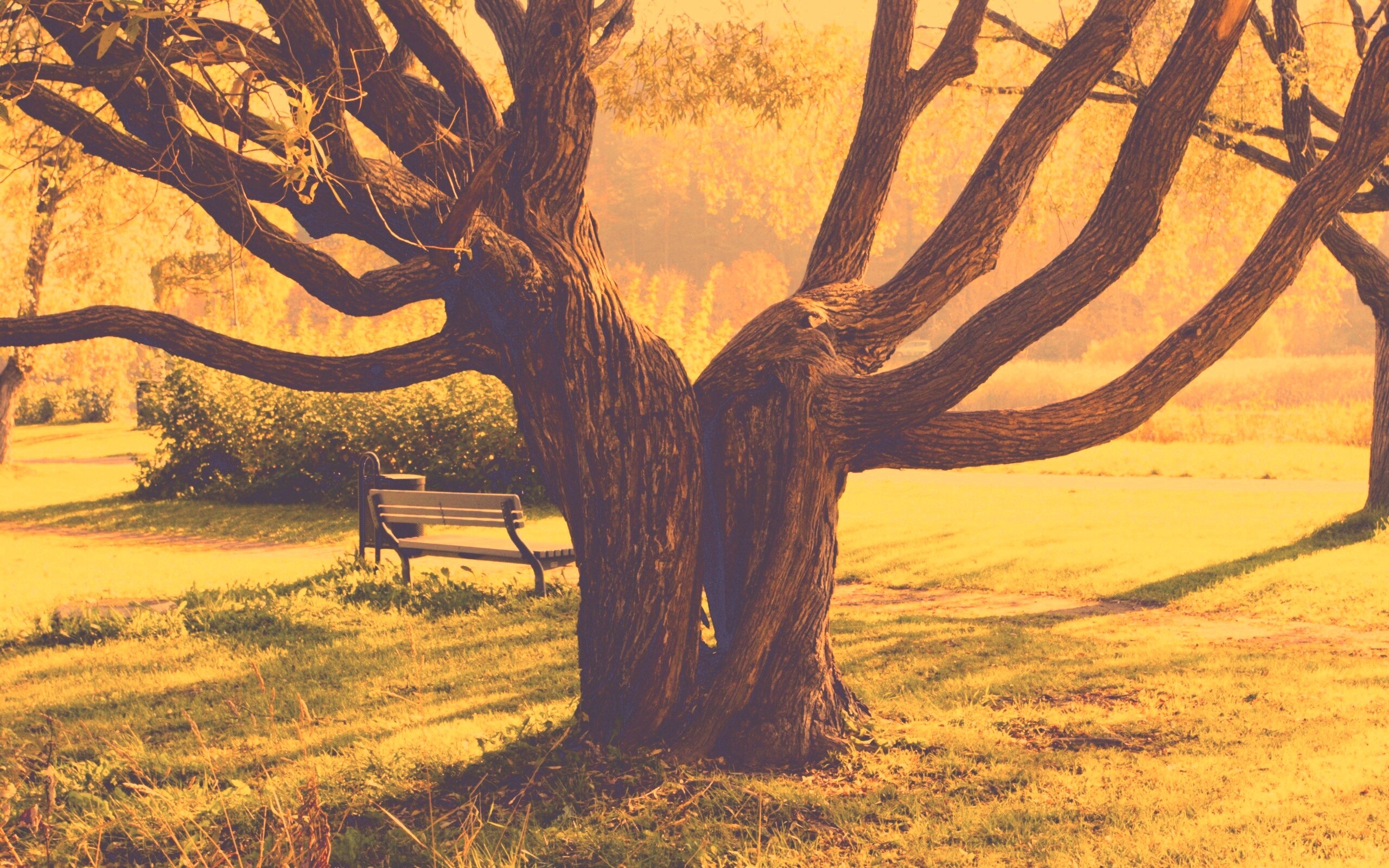 Старые сросшиеся деревья обои