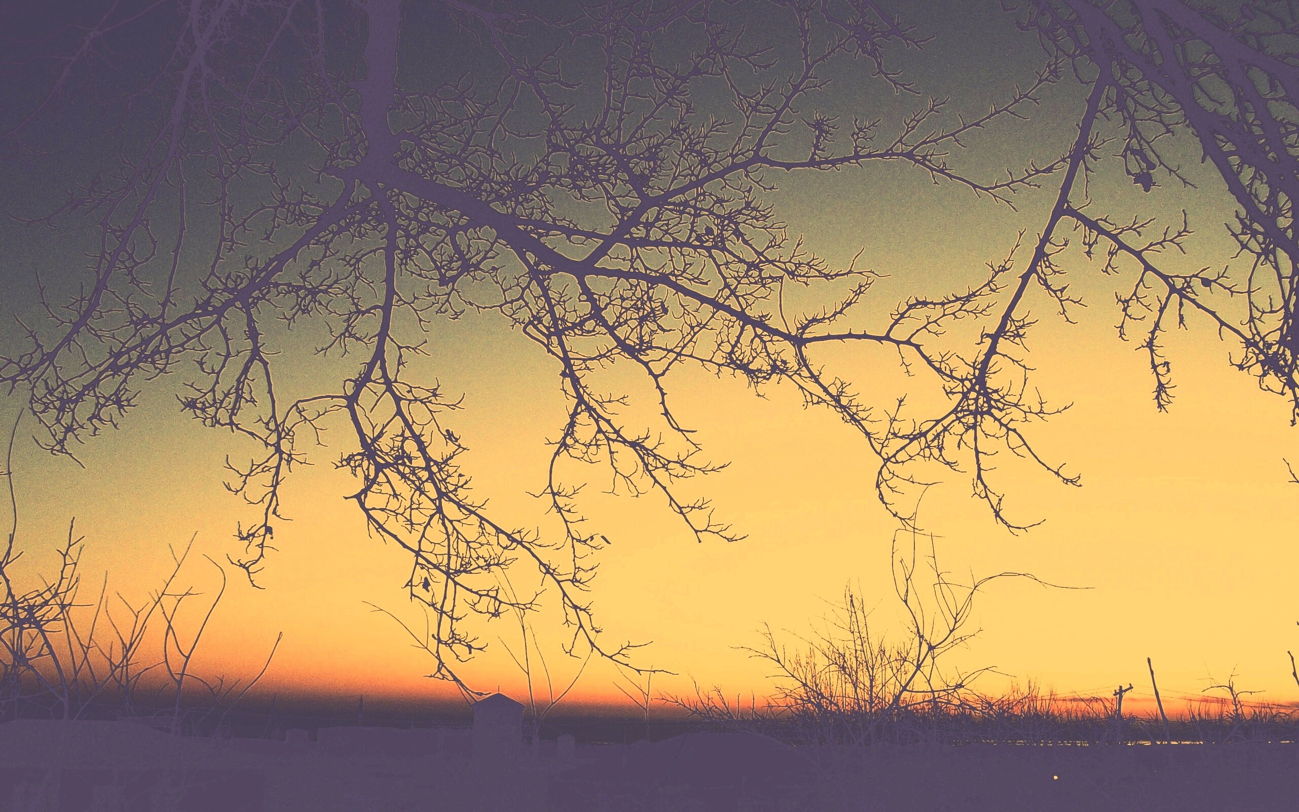 Закат сквозь ветки деревьев обои