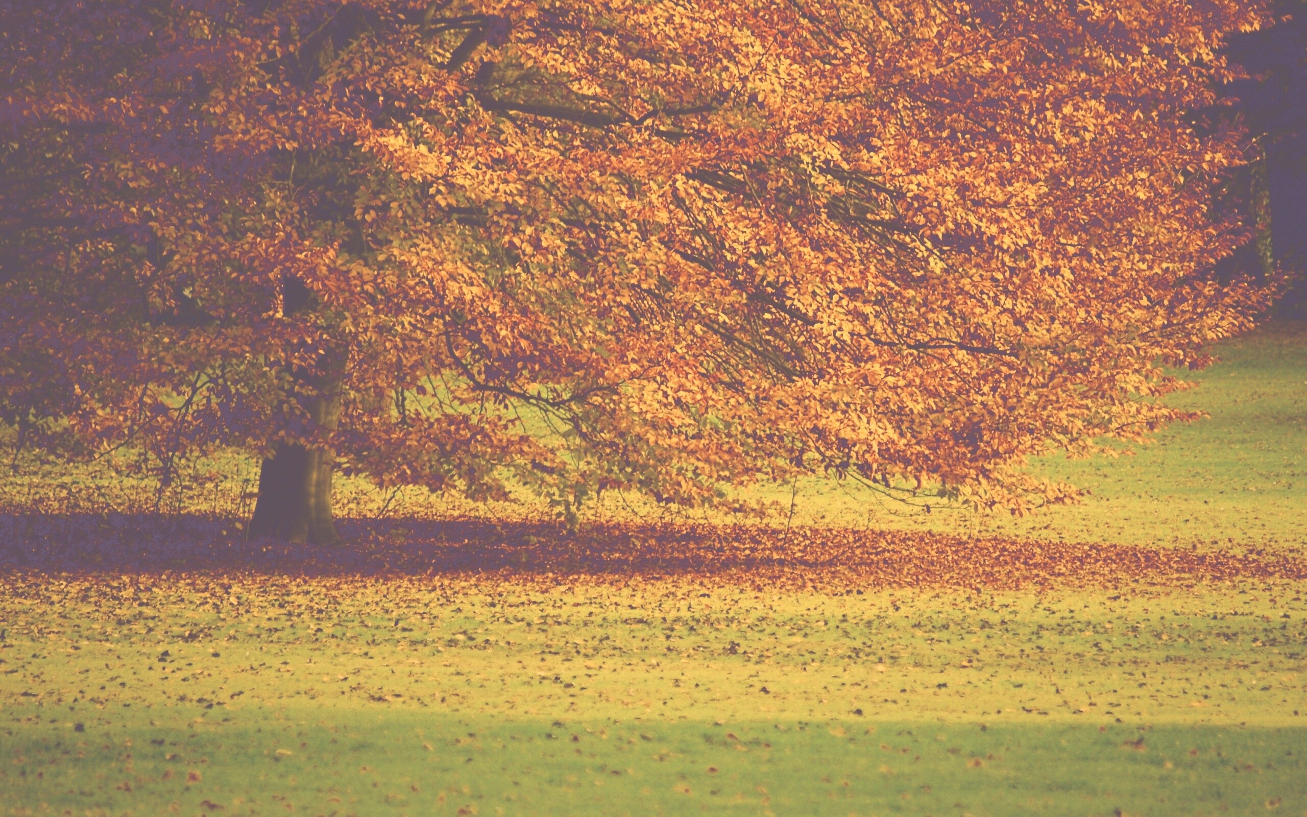 Пожелтевшее дерево с облетающей листвой обои
