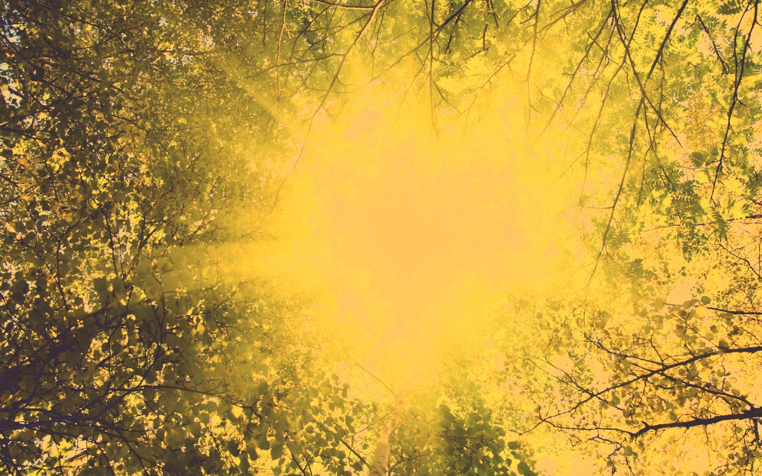 Яркий зеленоватый свет пробивающийся сквозь листву обои