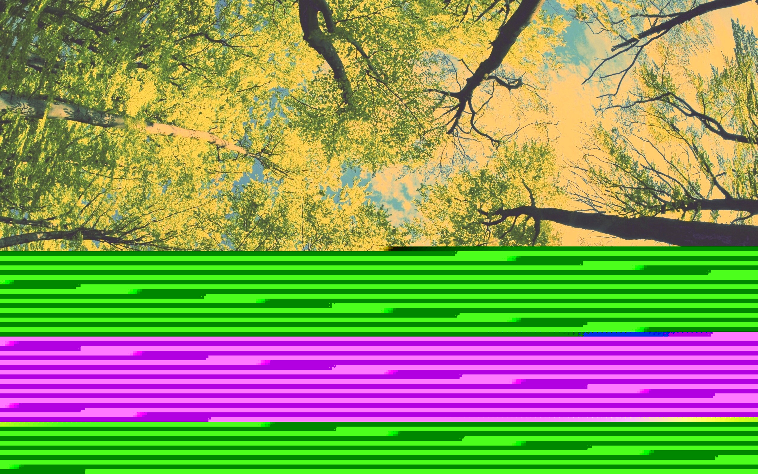 Кроны деревьев обои