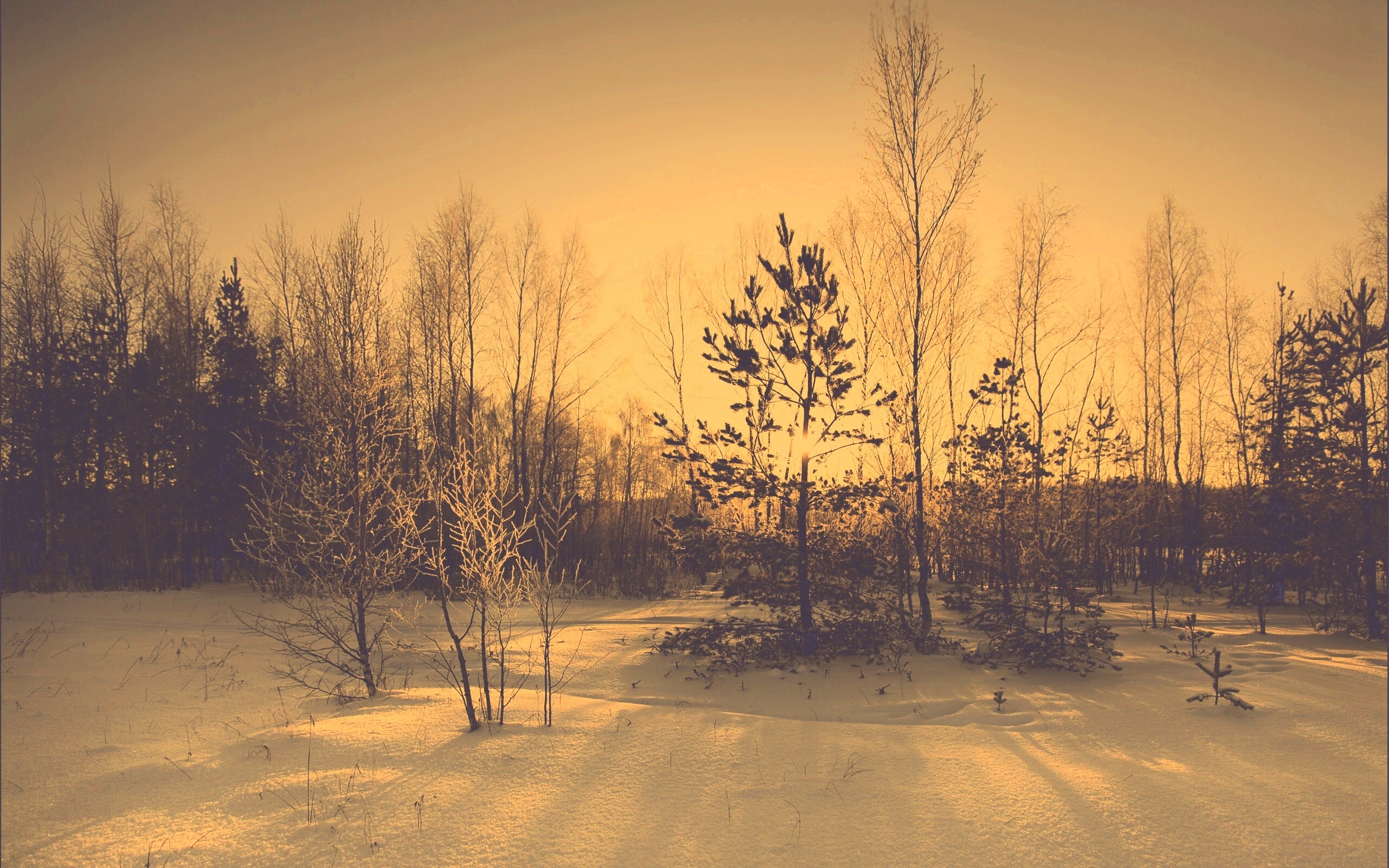 Зимний лес обои