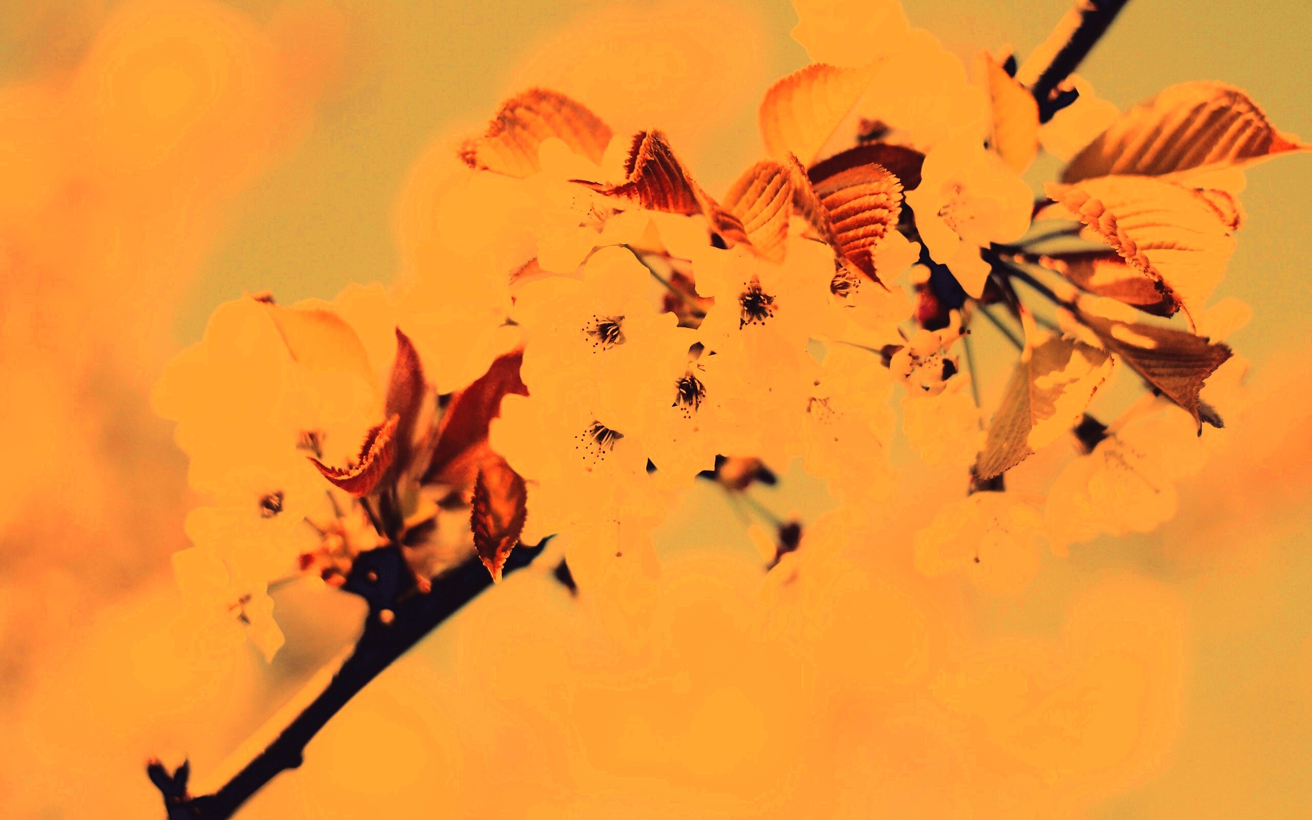 Белые цветы вишни обои