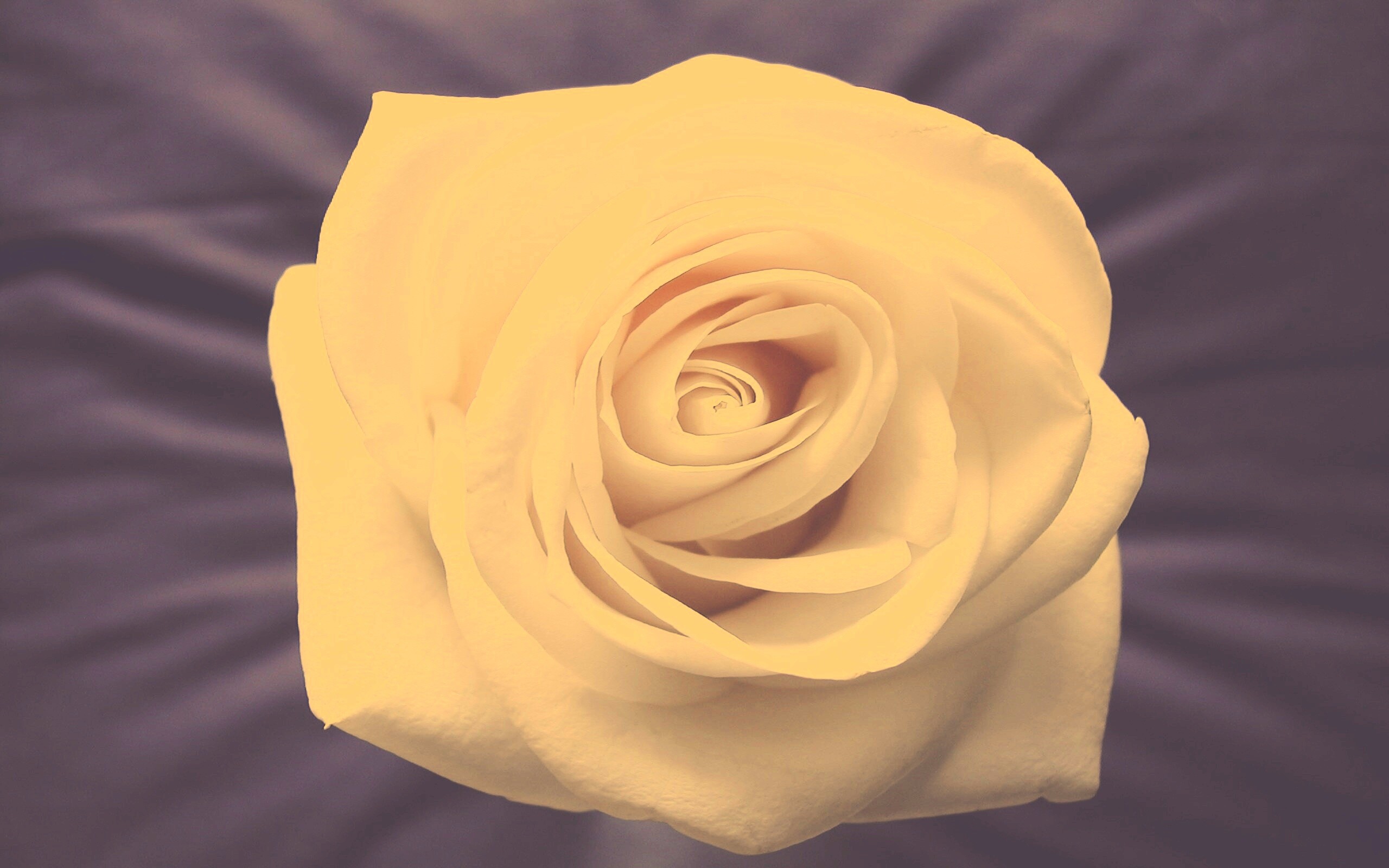 Белая роза на синей ткани обои