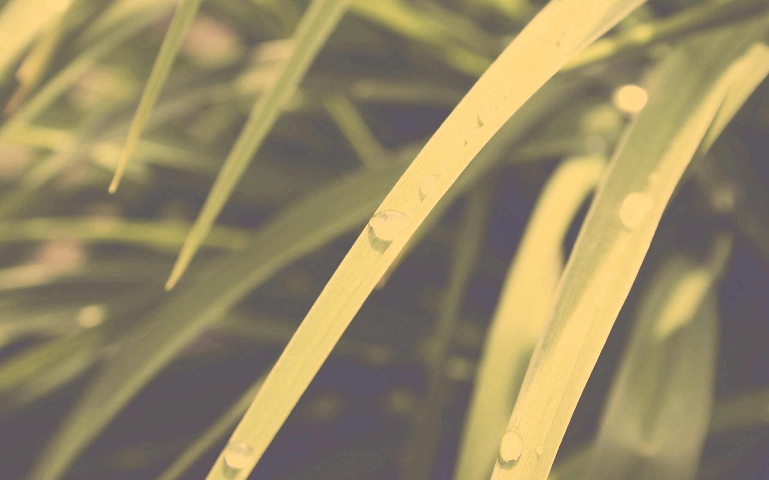 Капли росы на траве обои