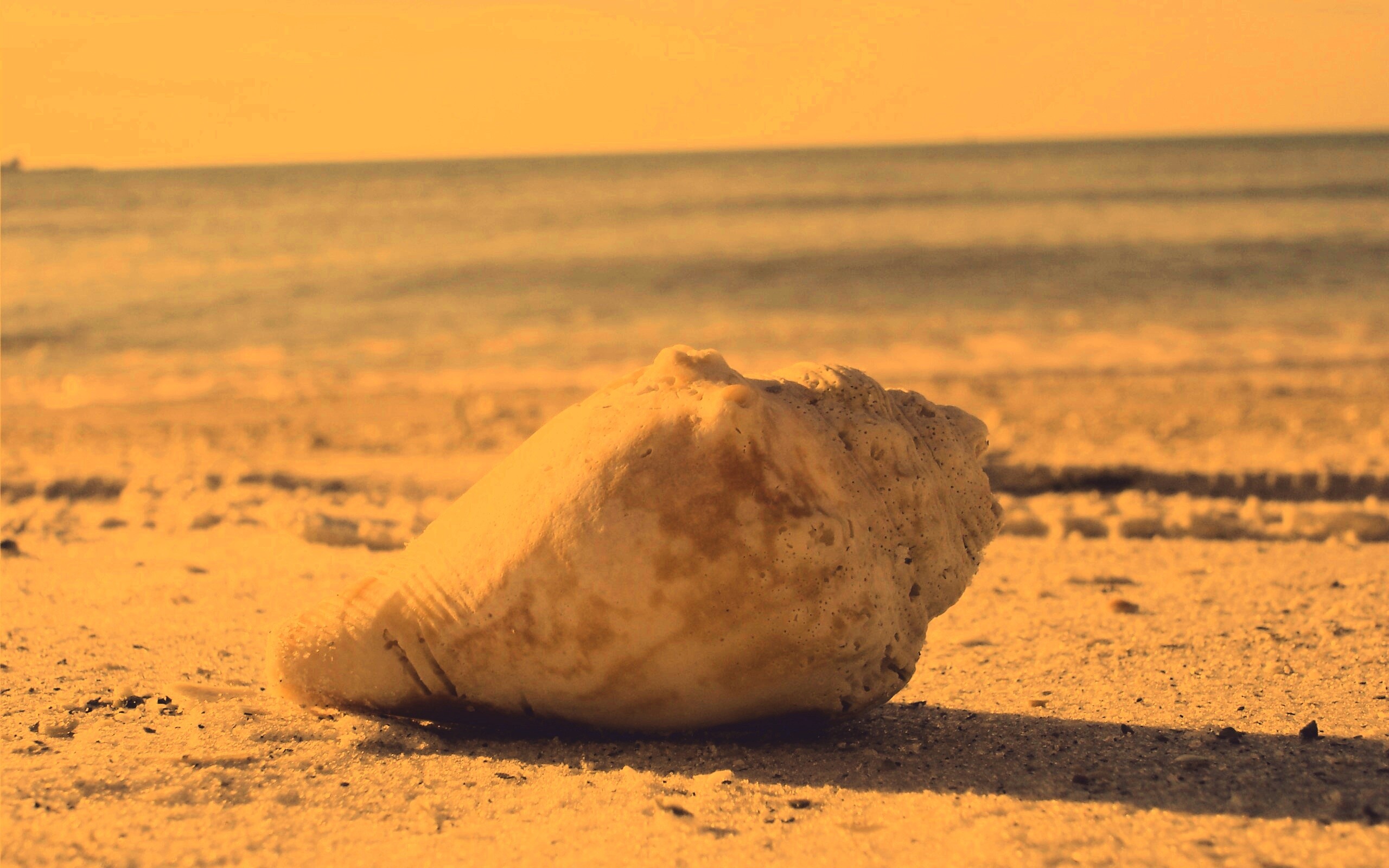 Морская раковина на пляже обои