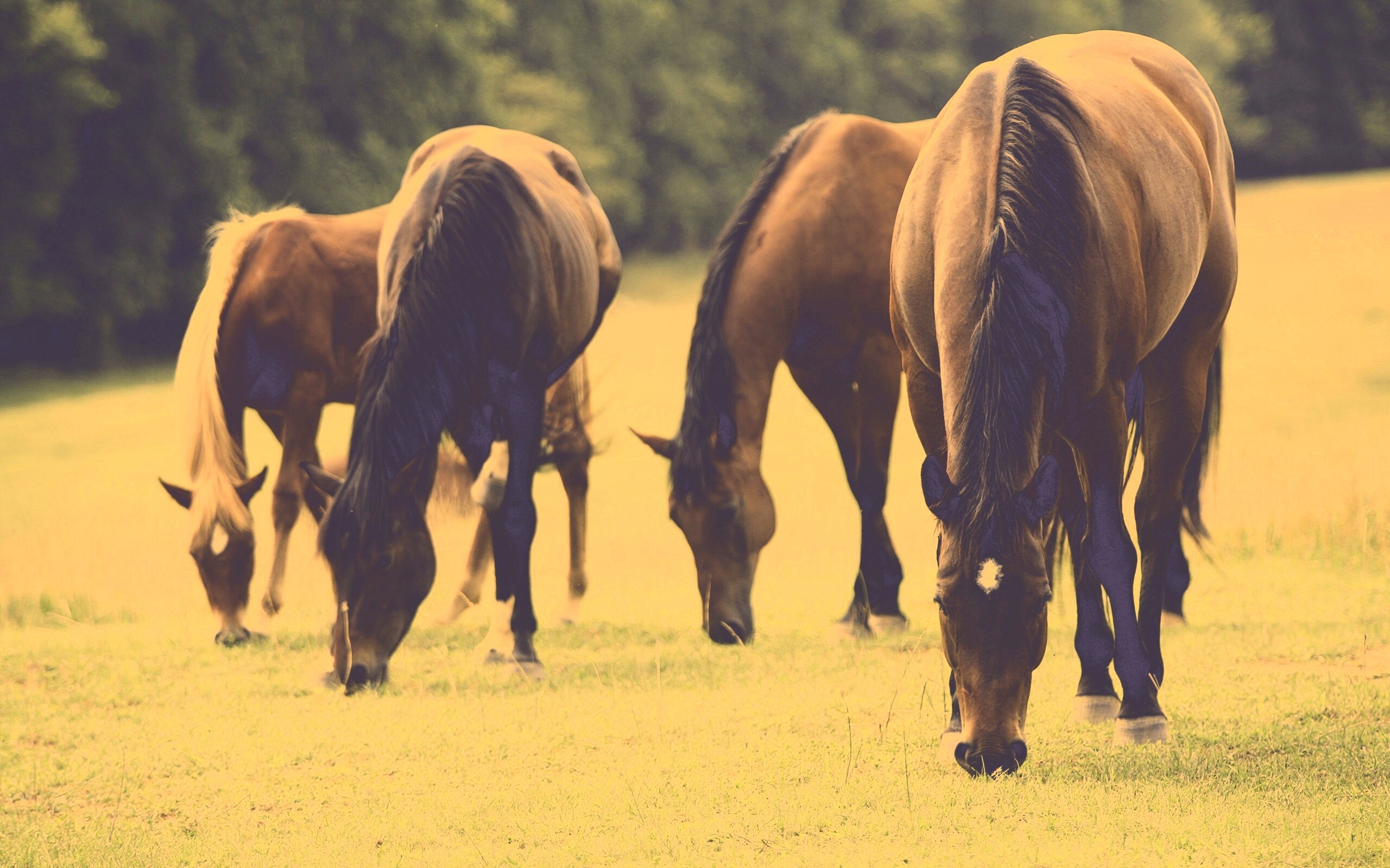 Время пощипать травку обои