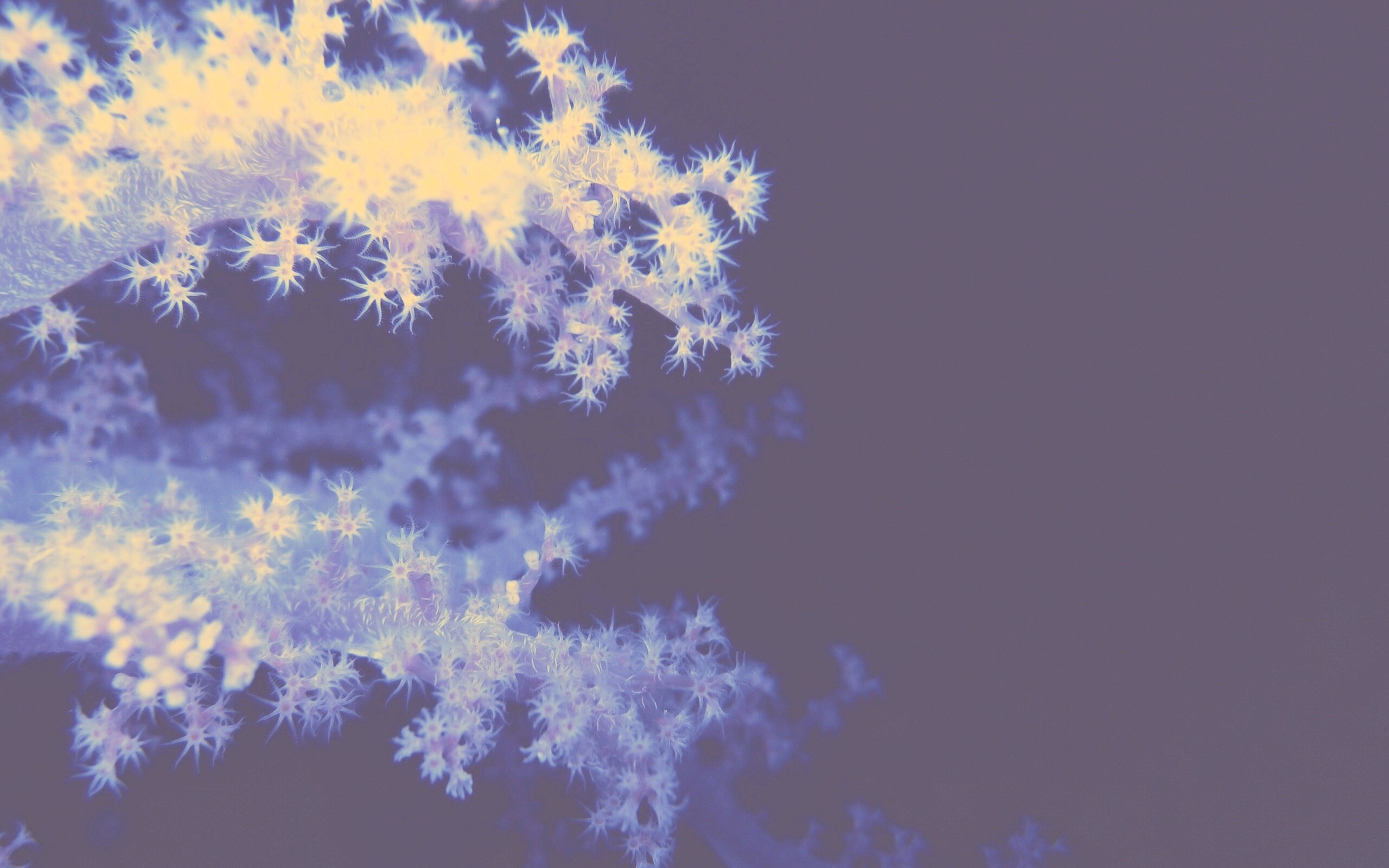 Кораллы обои