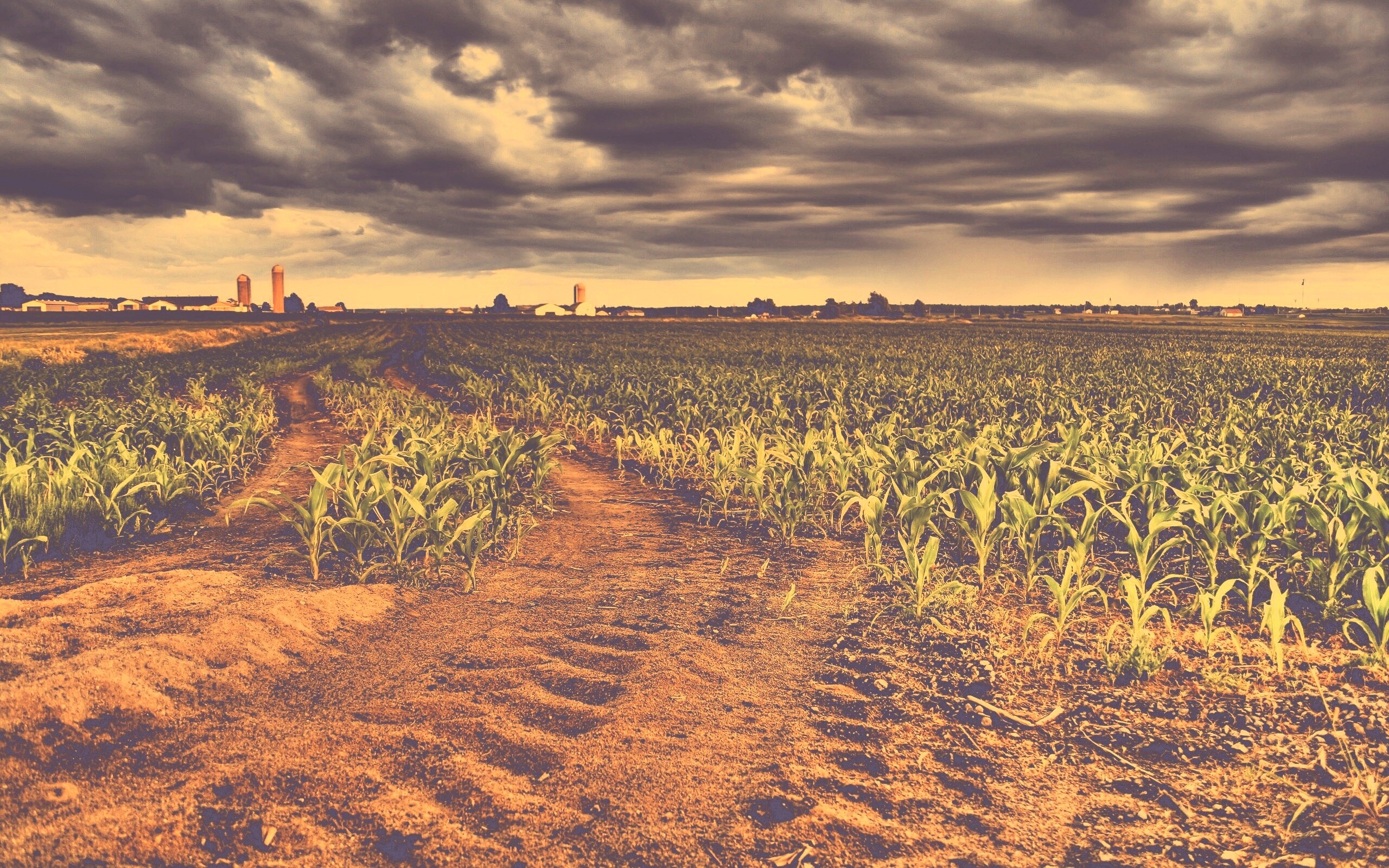 Кукурузное поле у фермы обои