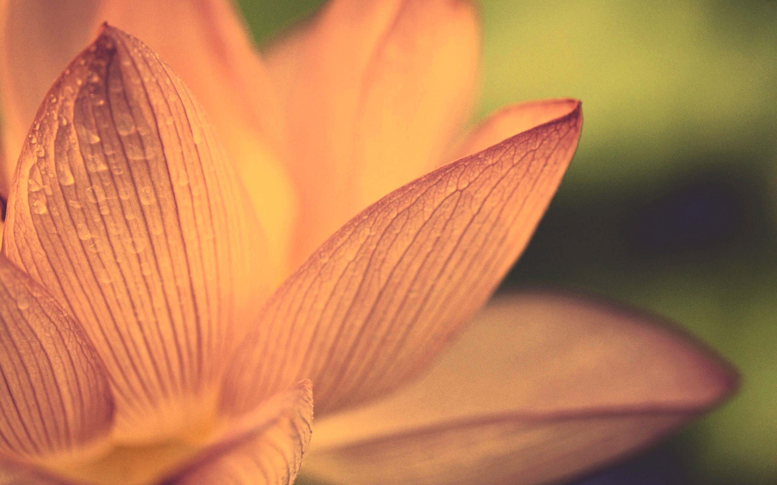 Лепестки цветов обои