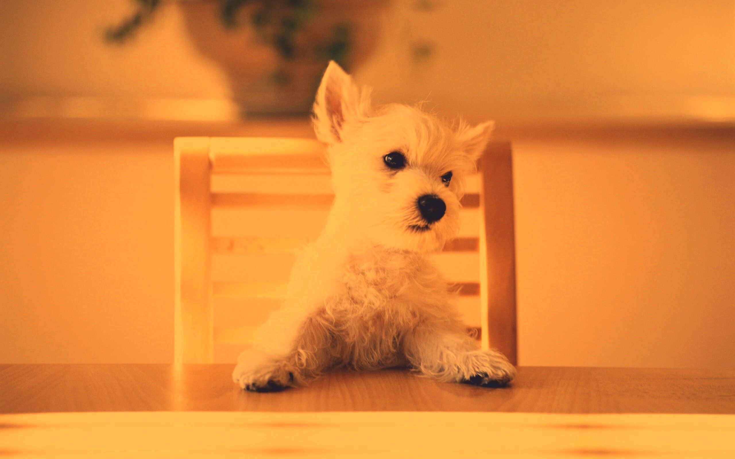 Щенок на стуле обои