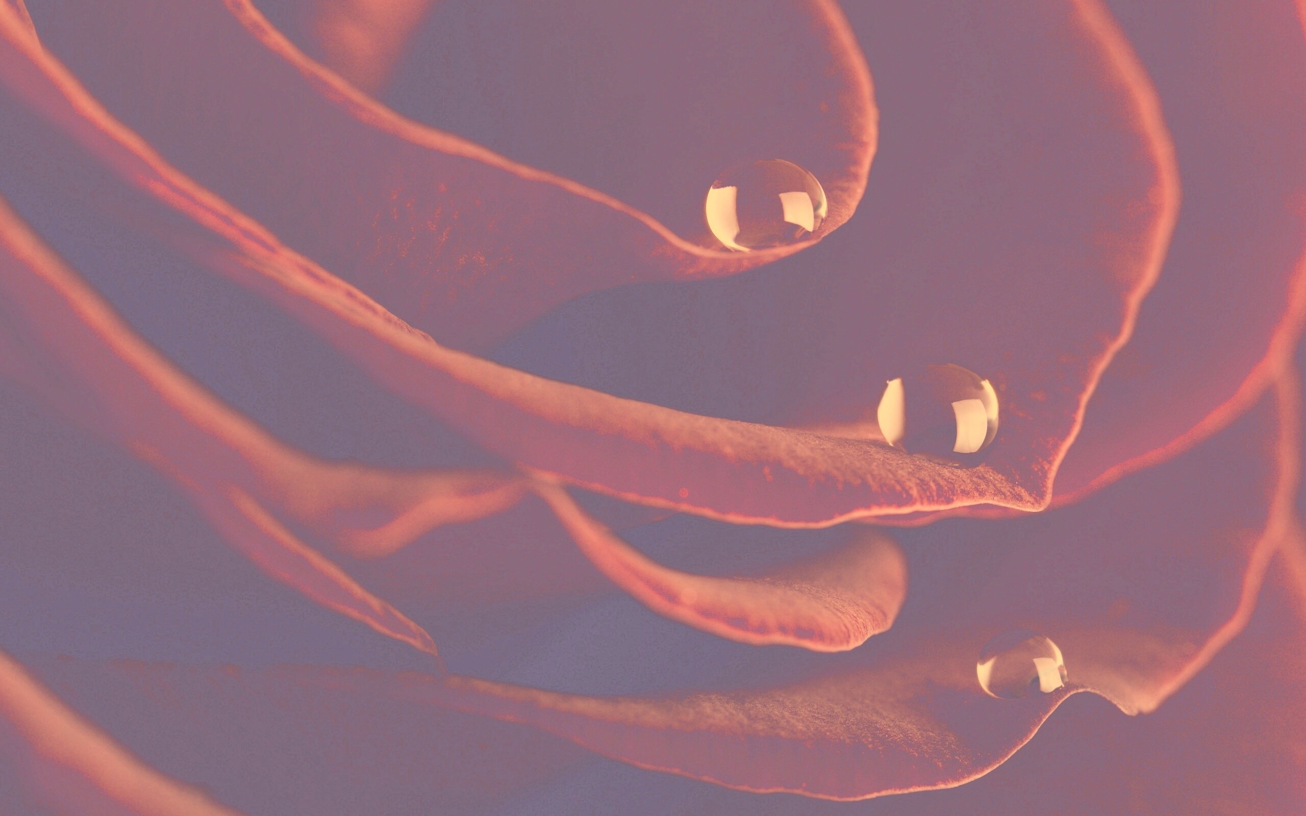 Капли росы на лепестках розы обои