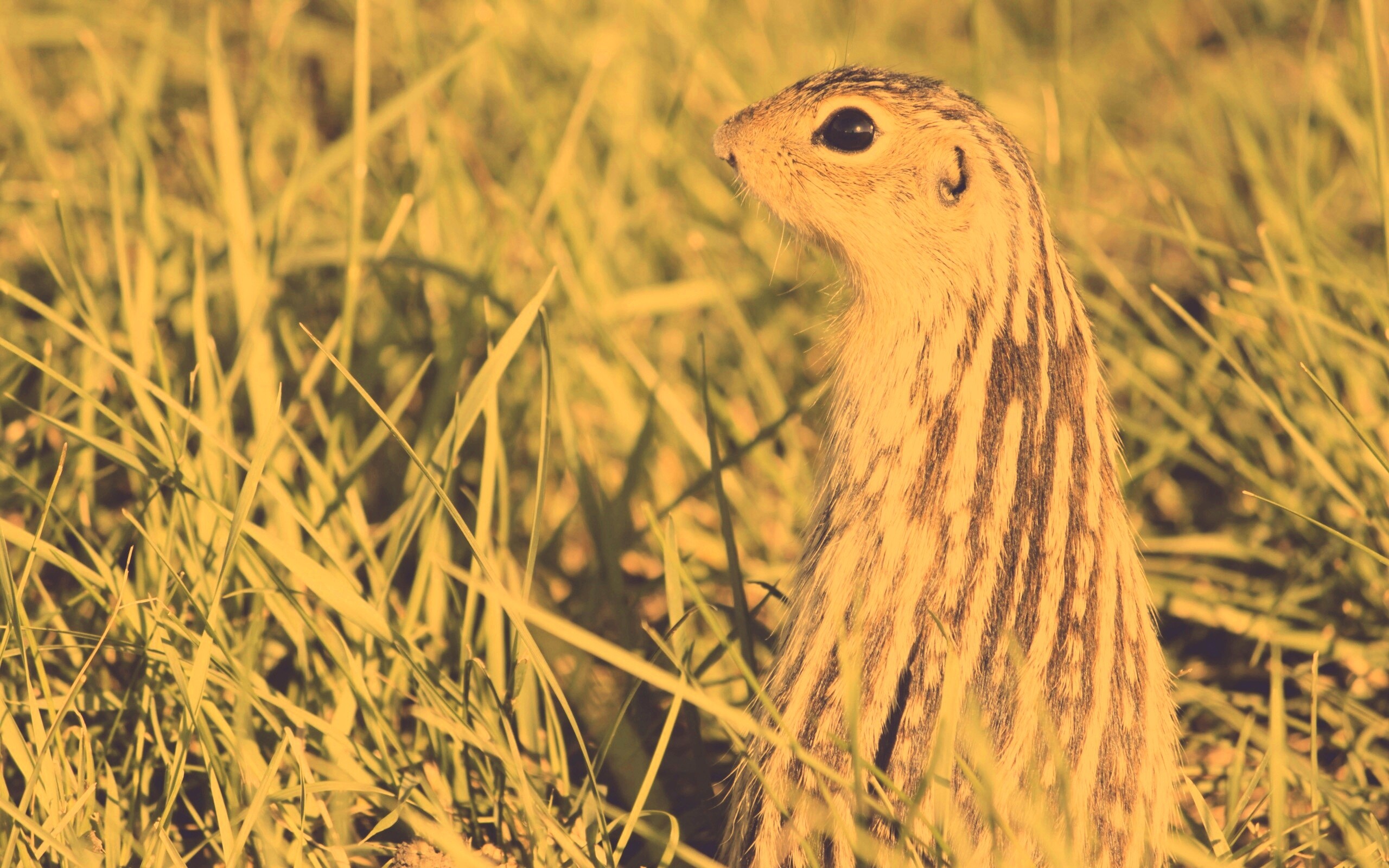 Сурок в стойке обои