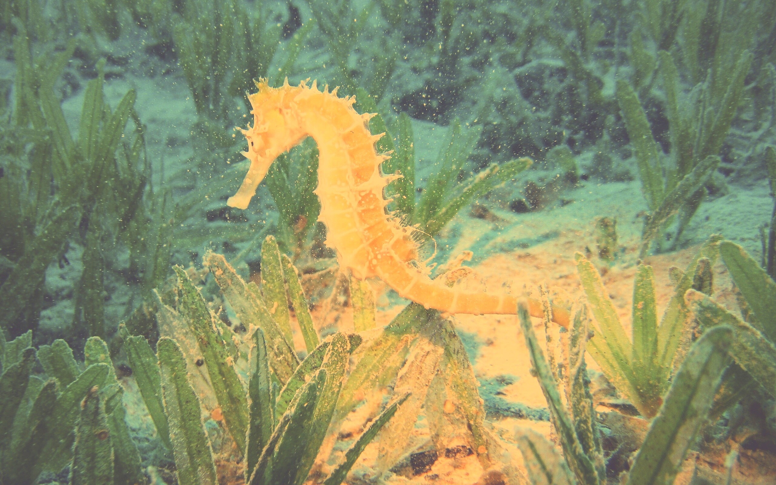 Морской конек обои